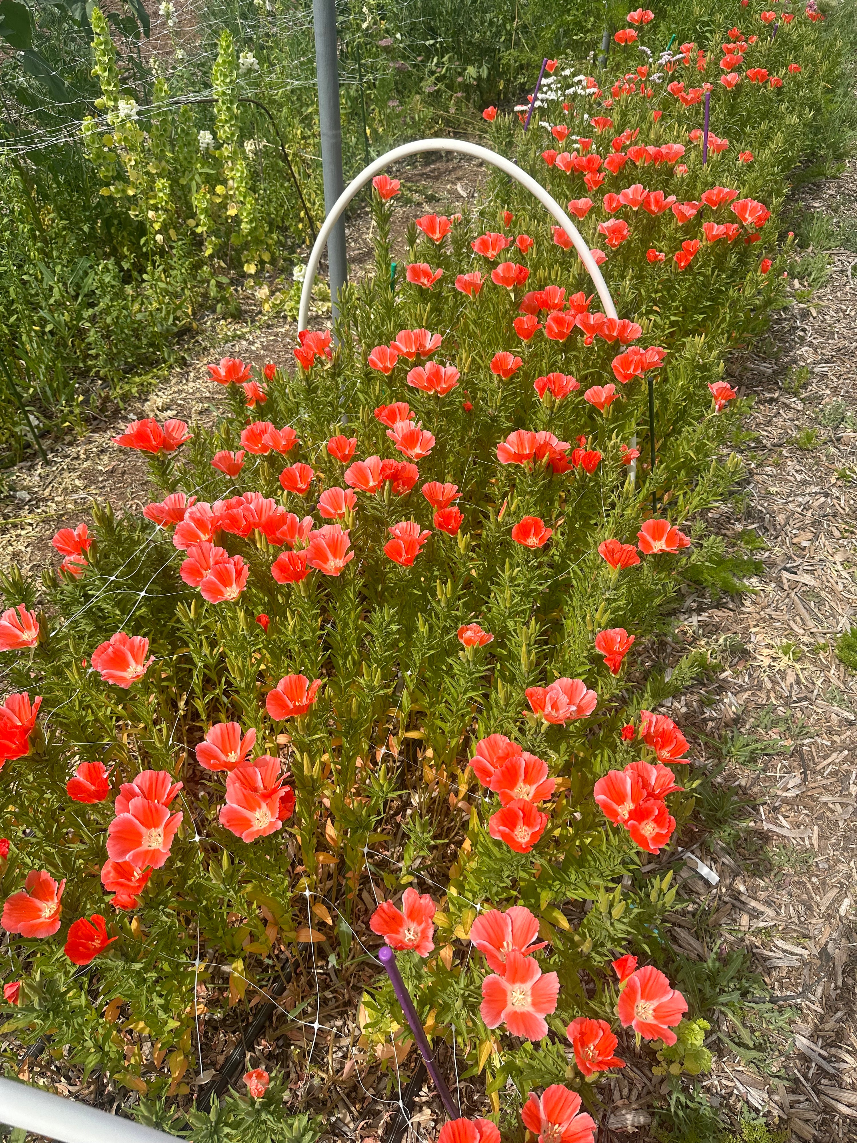 Godetia salmon seeds