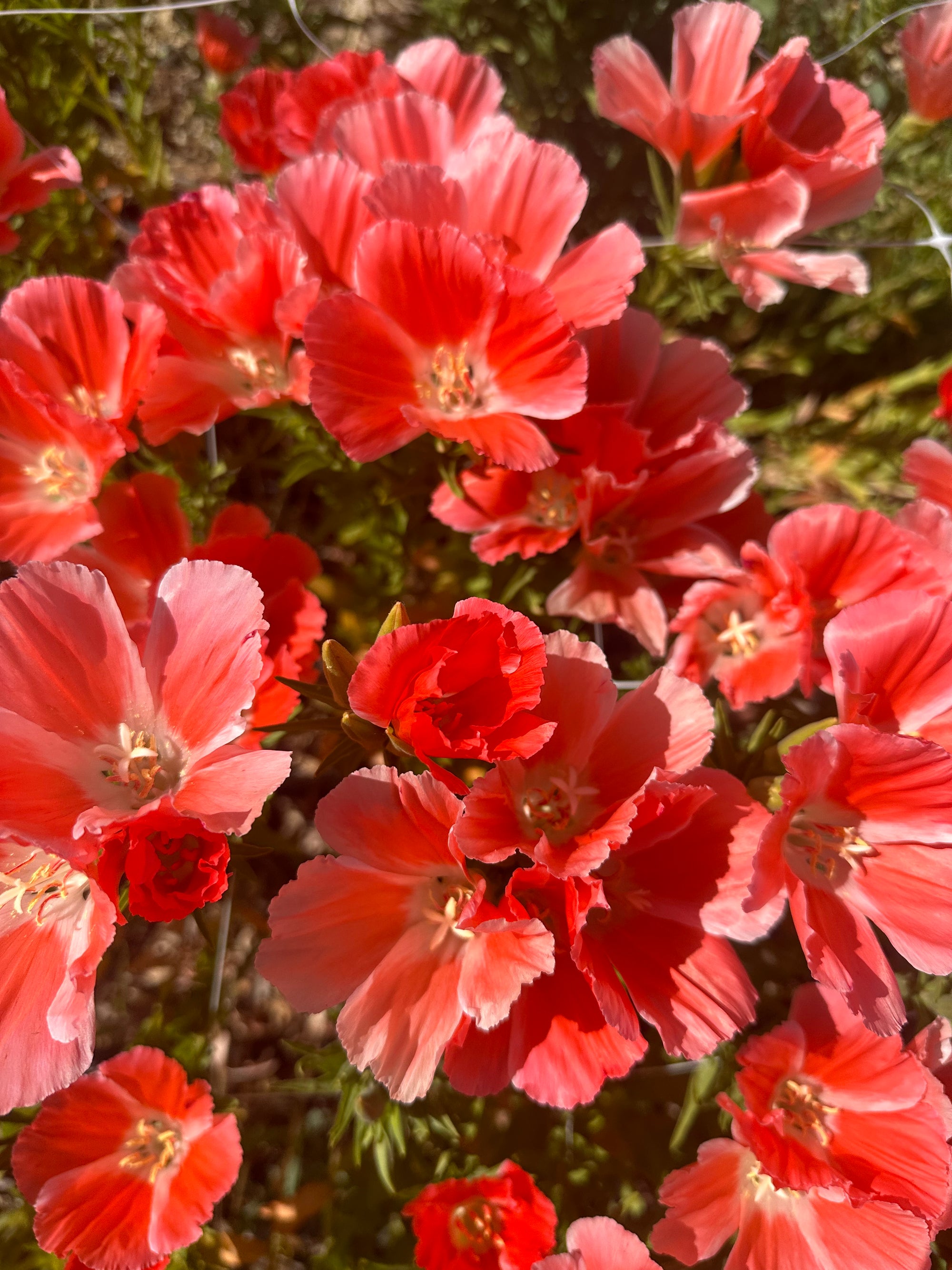 Godetia salmon seeds