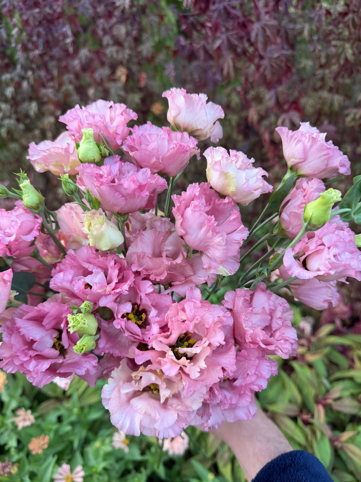Lisianthus Celeb 2 'Medonna' seeds