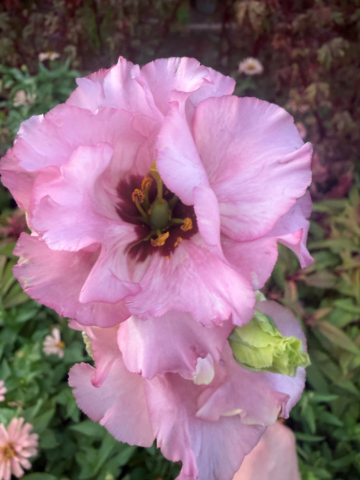Lisianthus Celeb 2 'Medonna' seeds