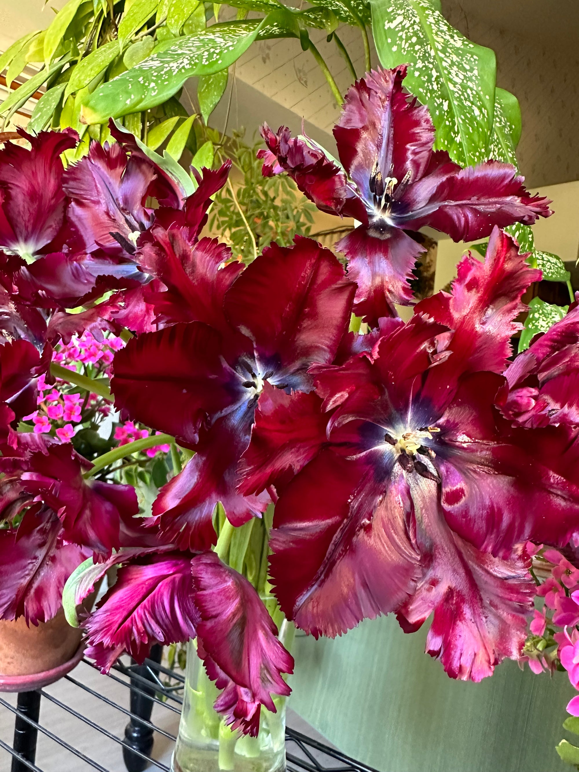 Tulip Black Parrot pre-chilled