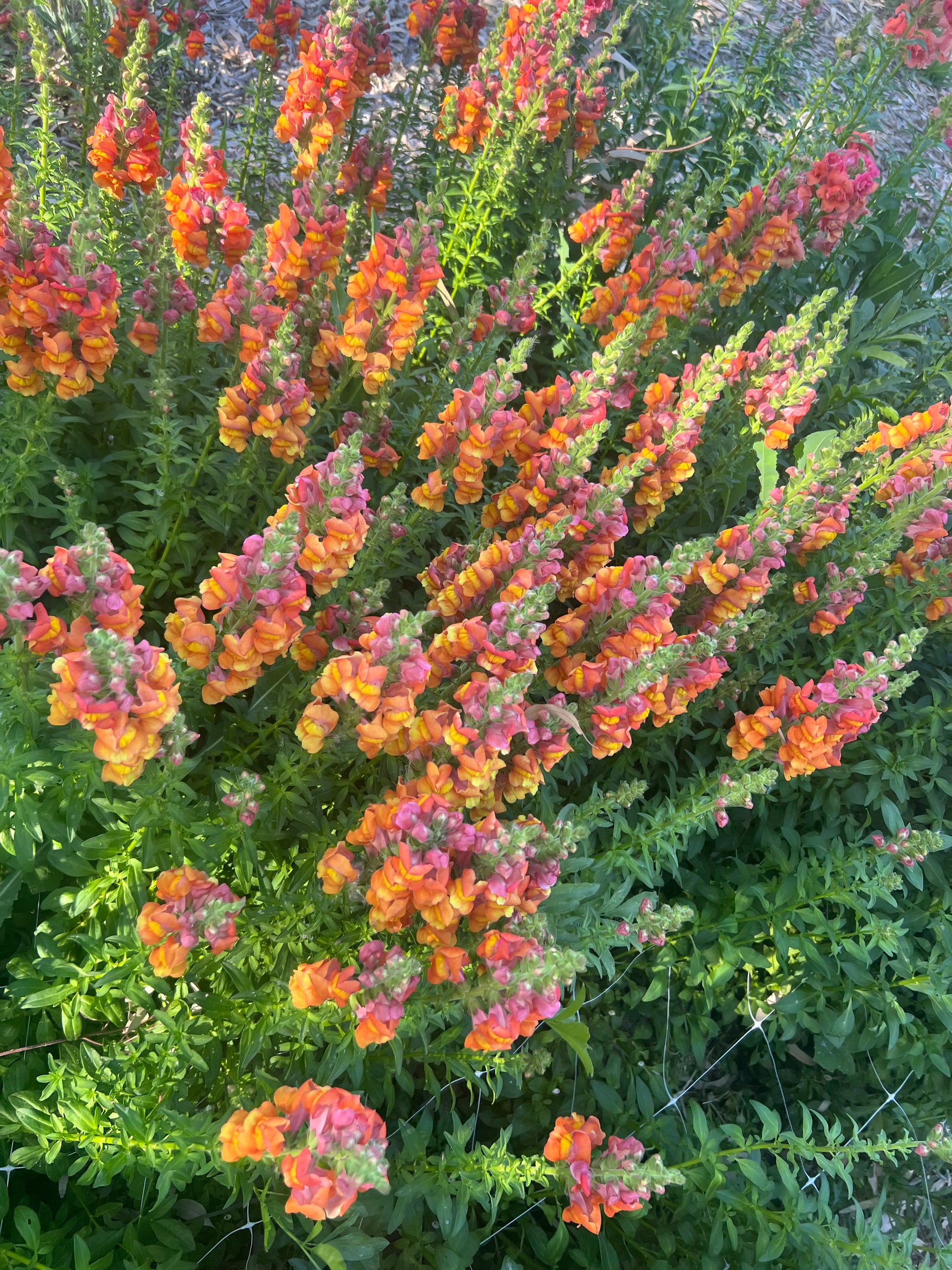 Snapdragon Potomac Orange