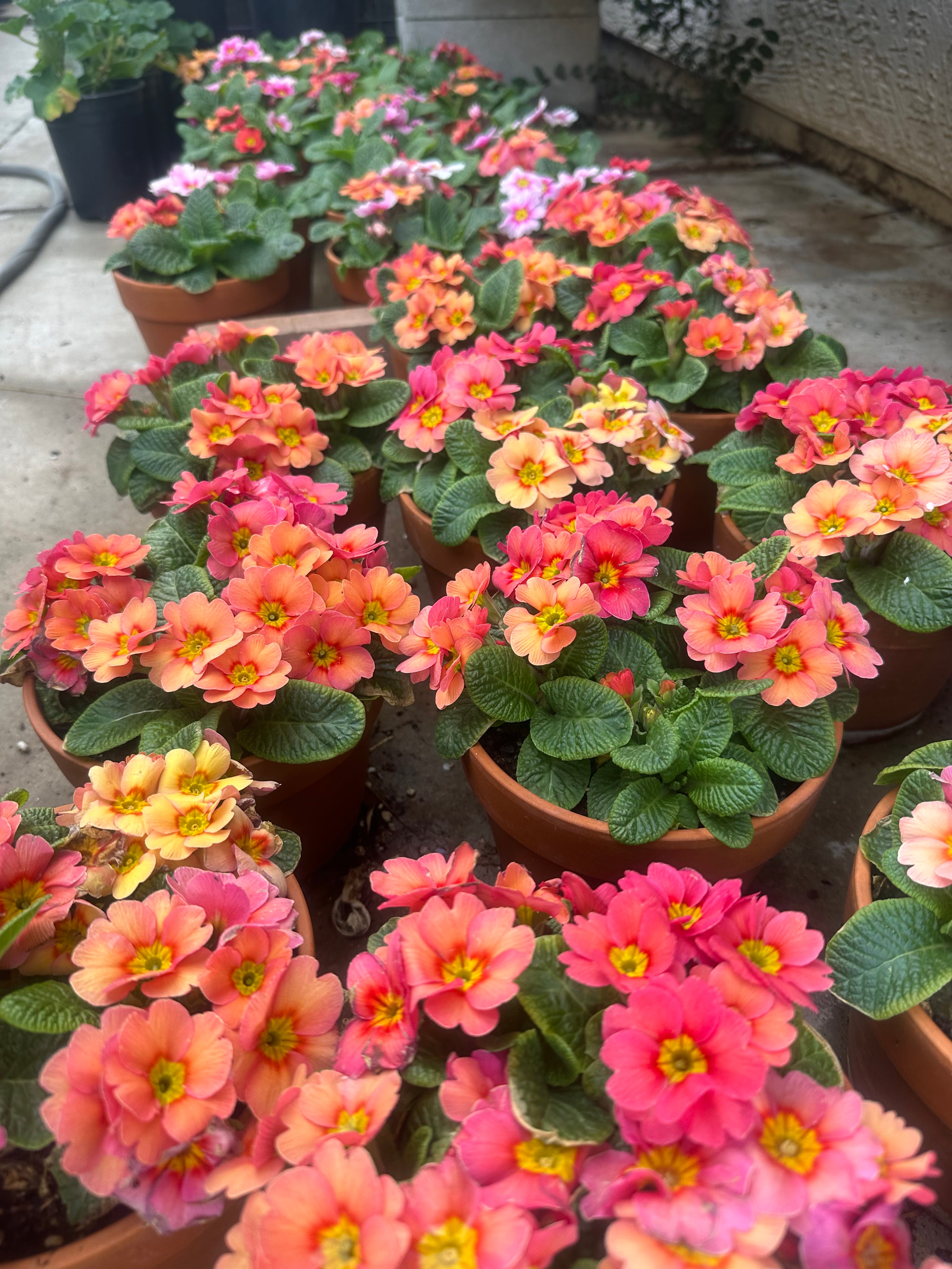 Primrose Danessa Apricot Rose Eye Plugs