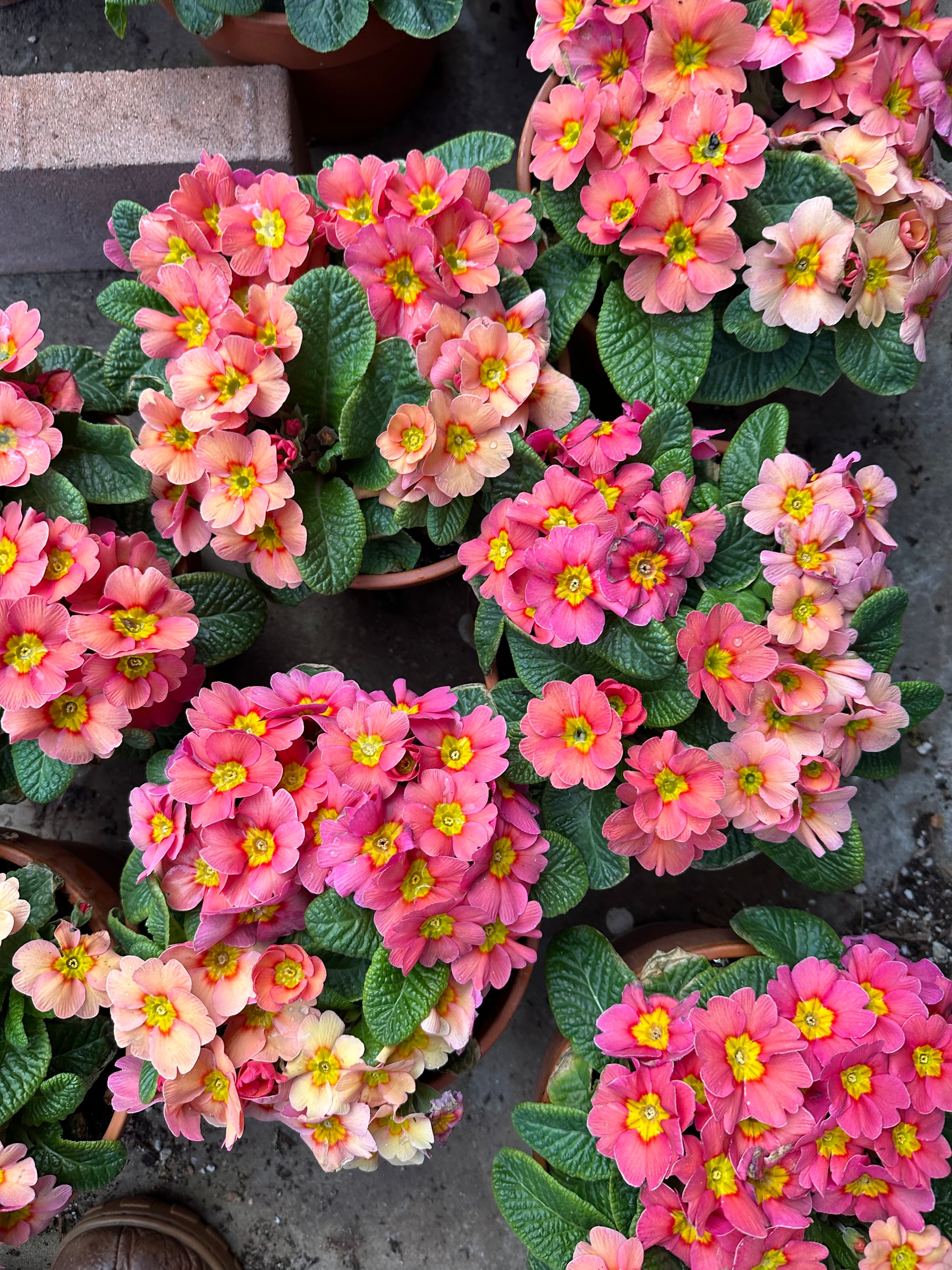 Primrose Danessa Apricot Rose Eye Plugs