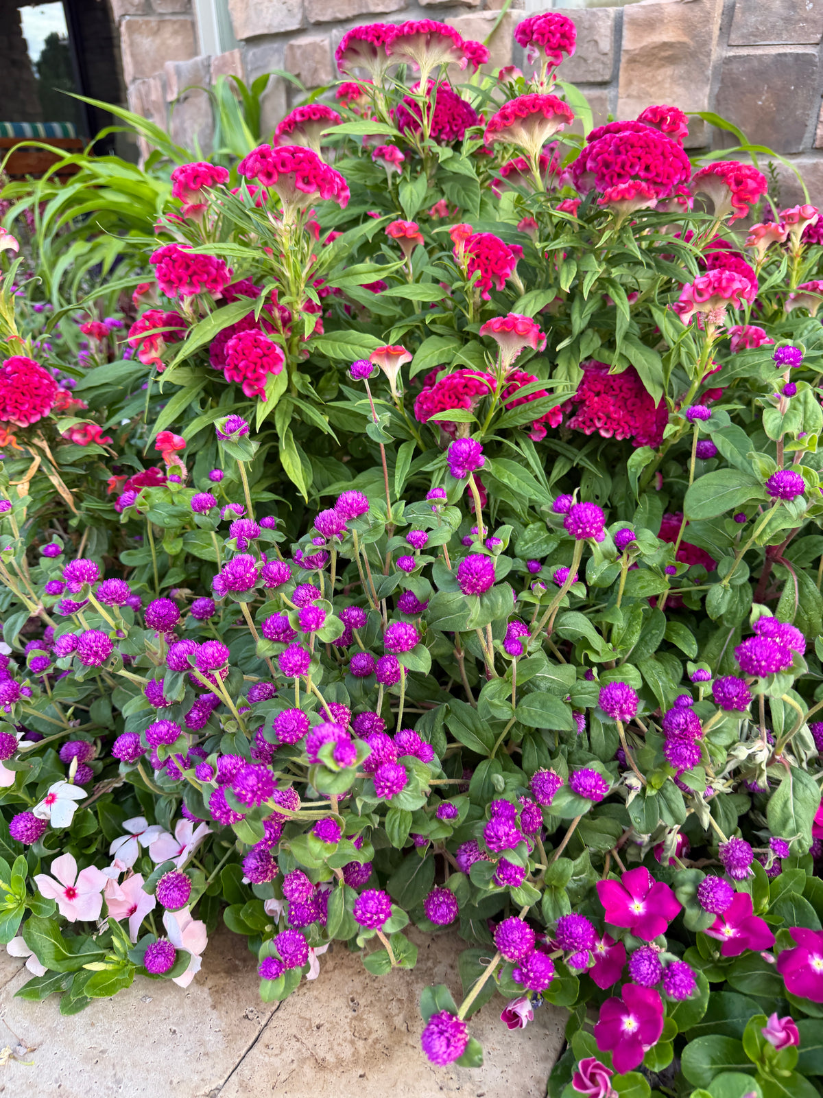 Gomphrena Gnome 'purple' seeds