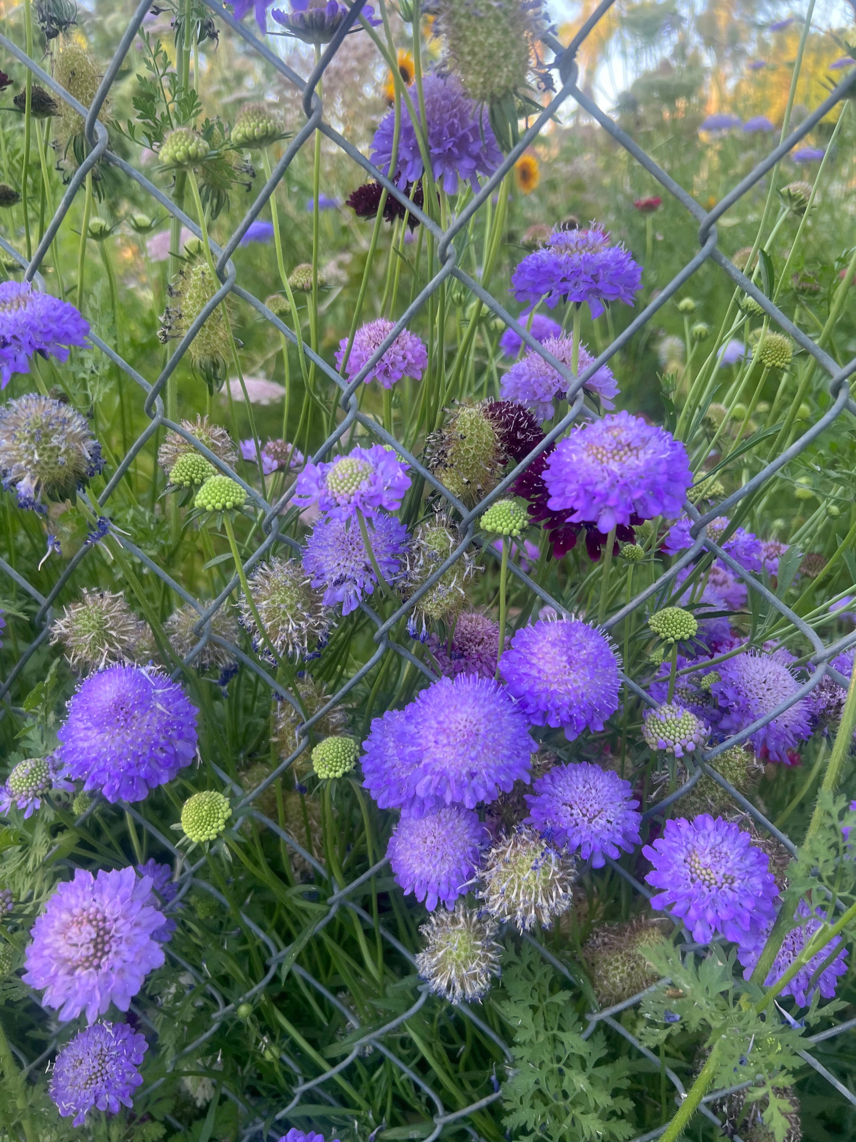 Scabiosa Oxford 'blue'