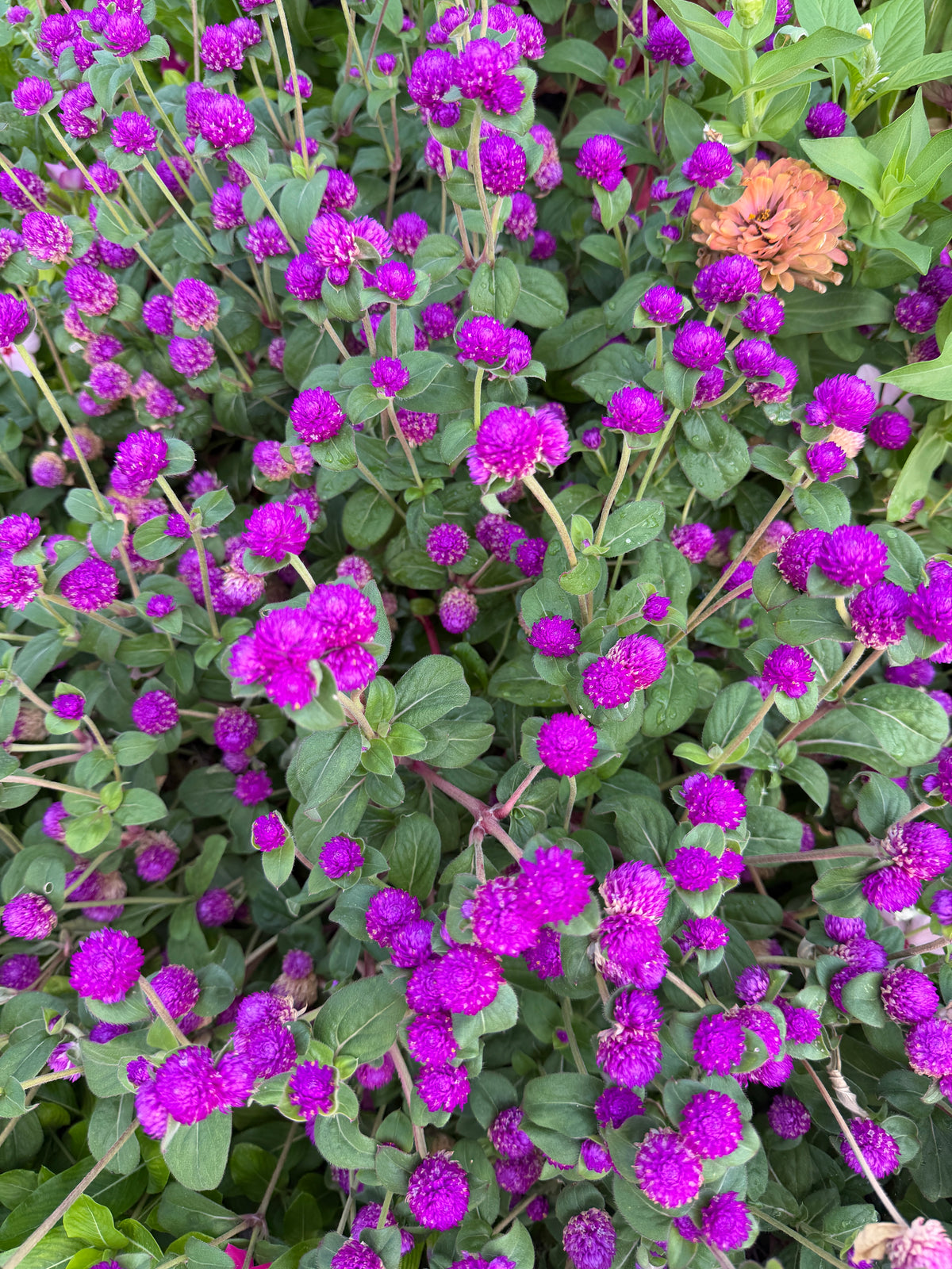 Gomphrena Gnome 'purple' seeds