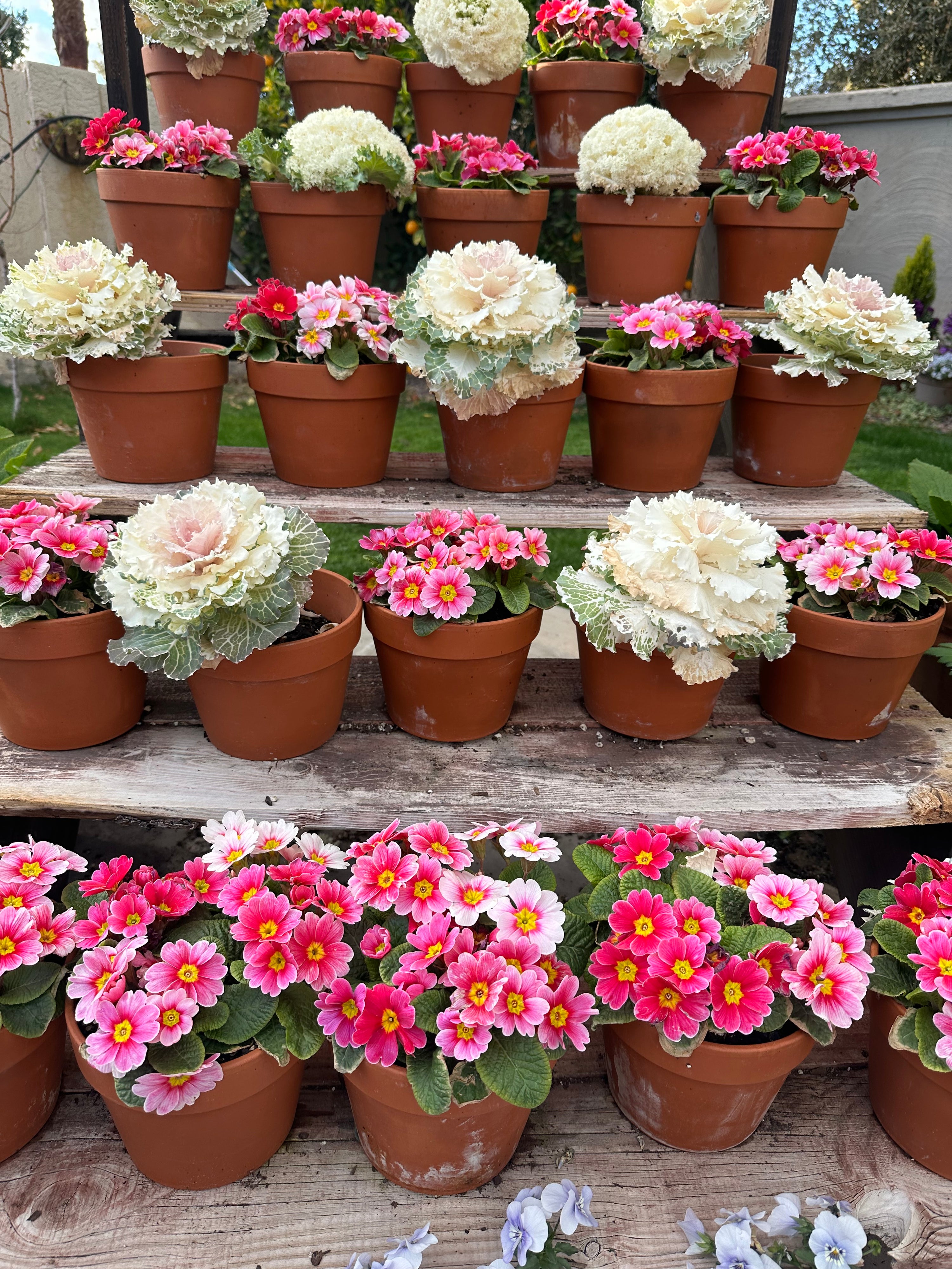 Primrose Danessa Pink Rose Eye Plugs