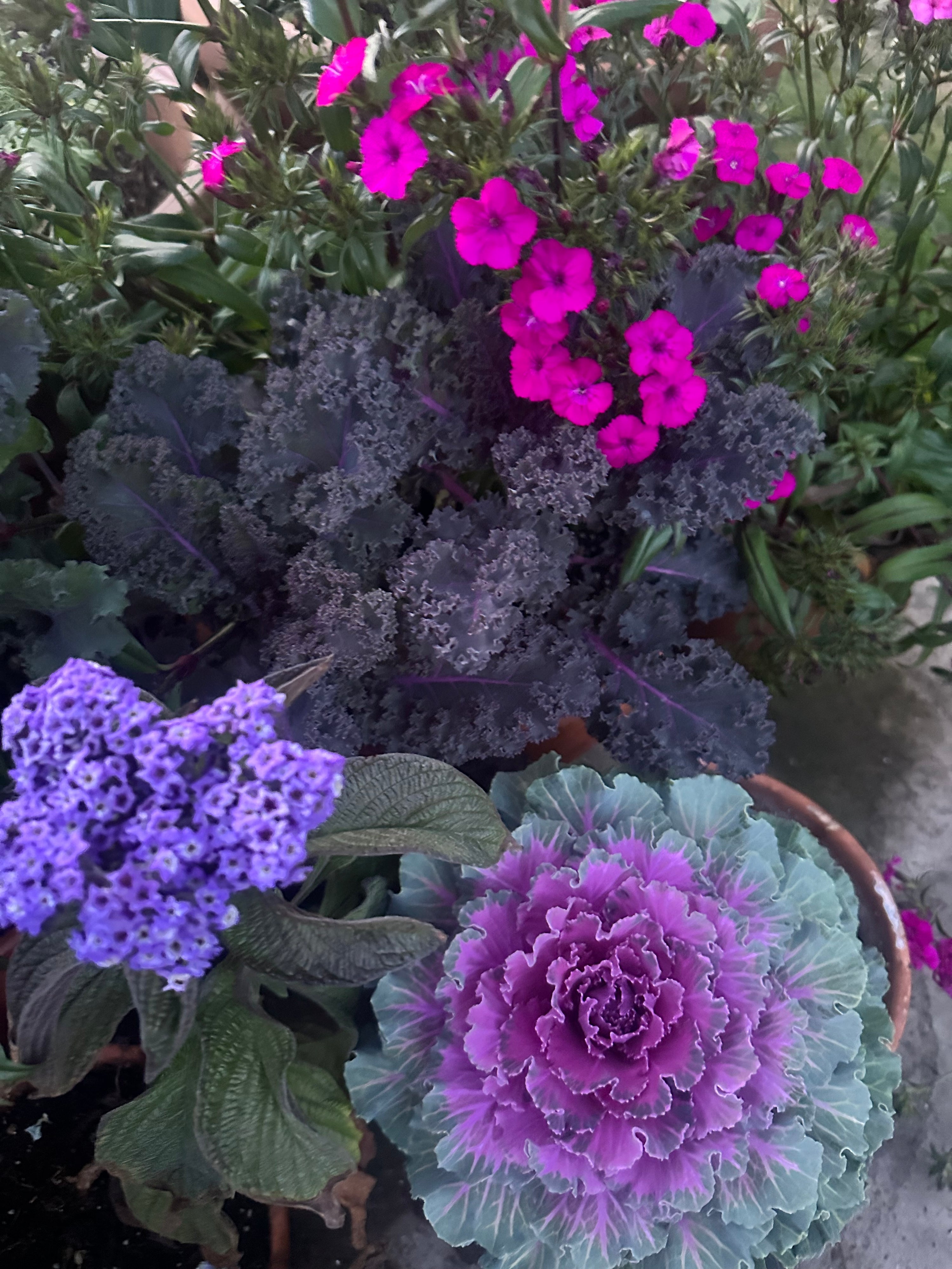 Scarlet red Kale seeds