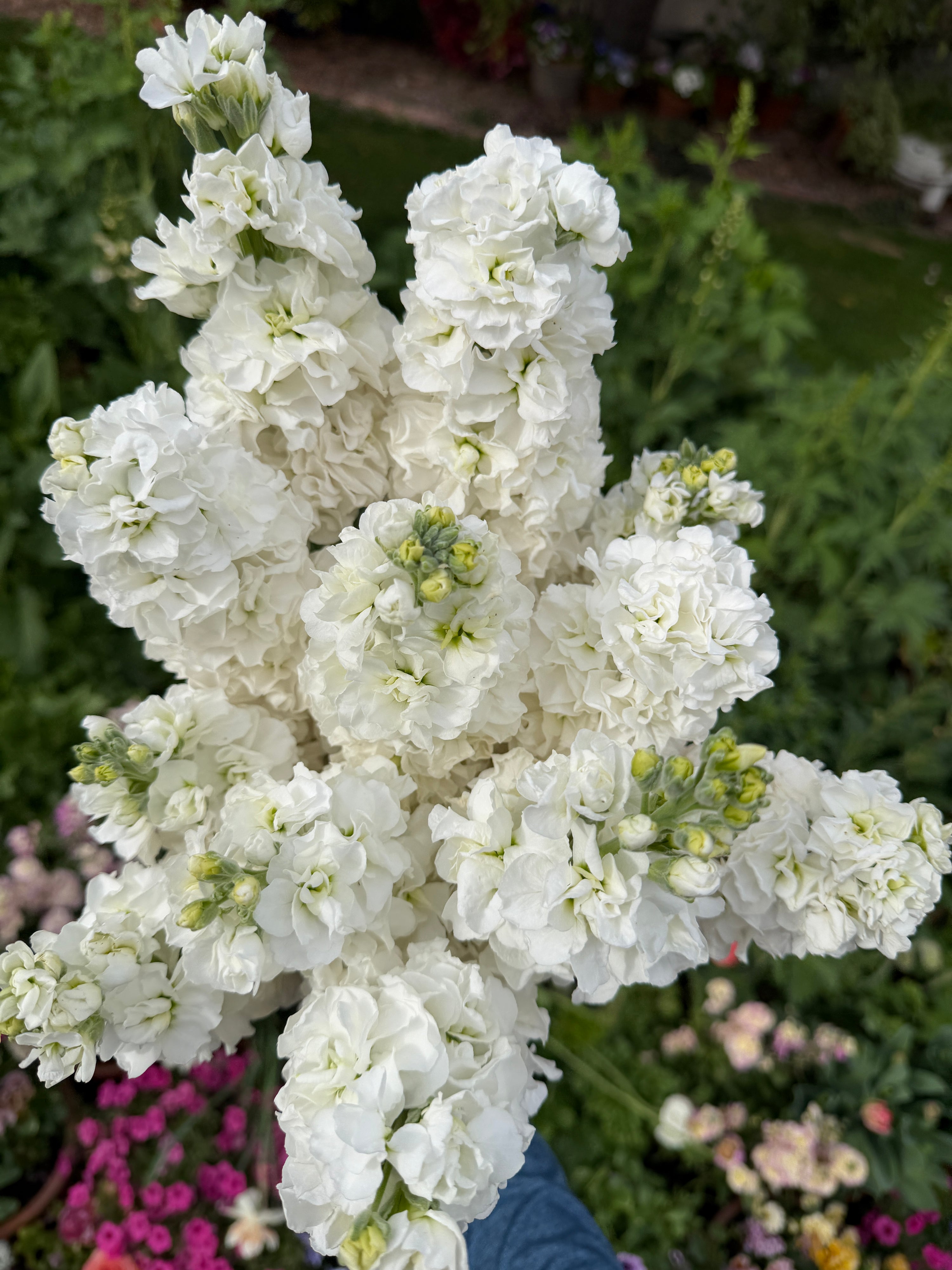 Stock Double White seeds