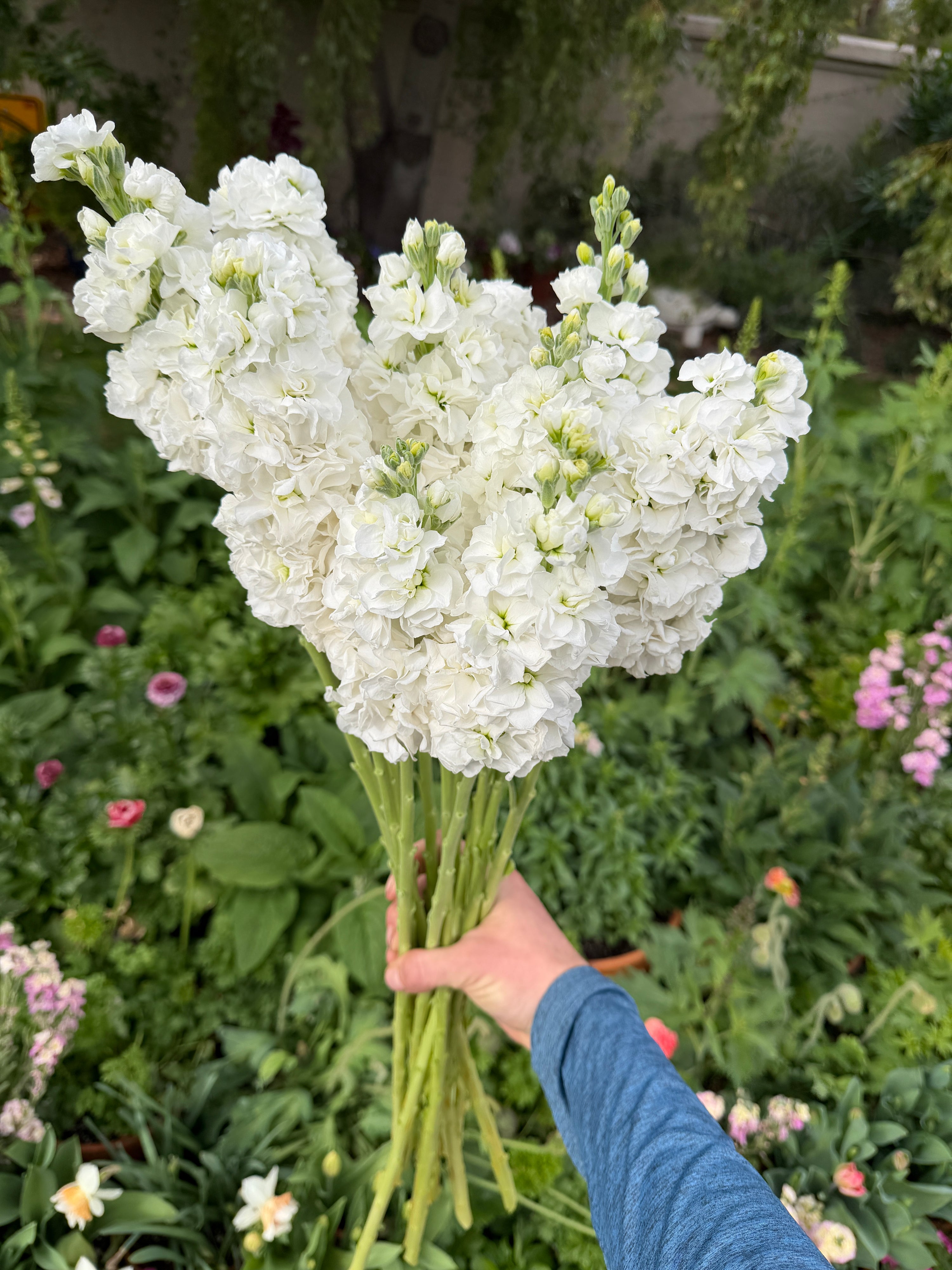 Stock Double White seeds