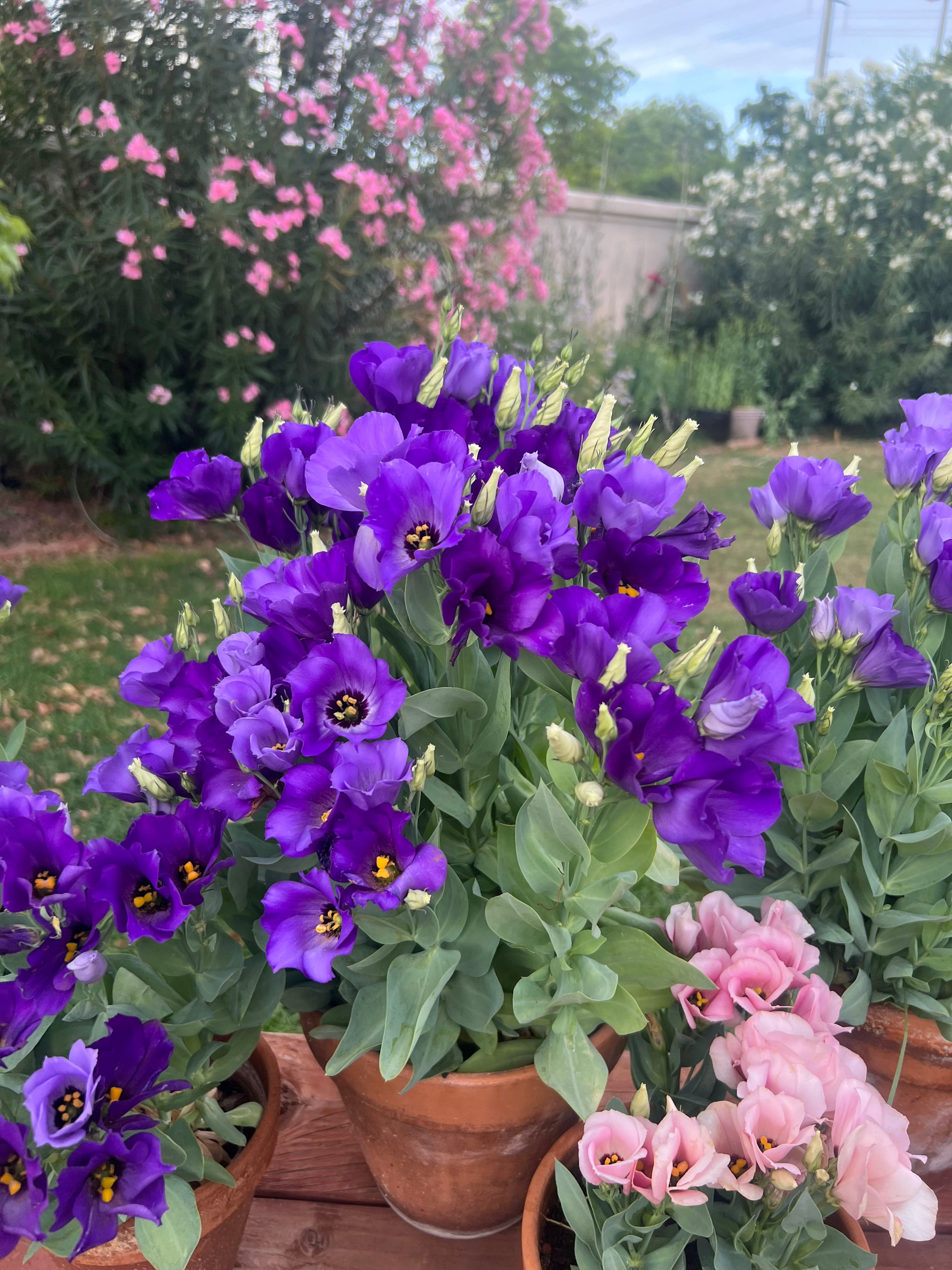 Florida Blue Lisianthus plugs