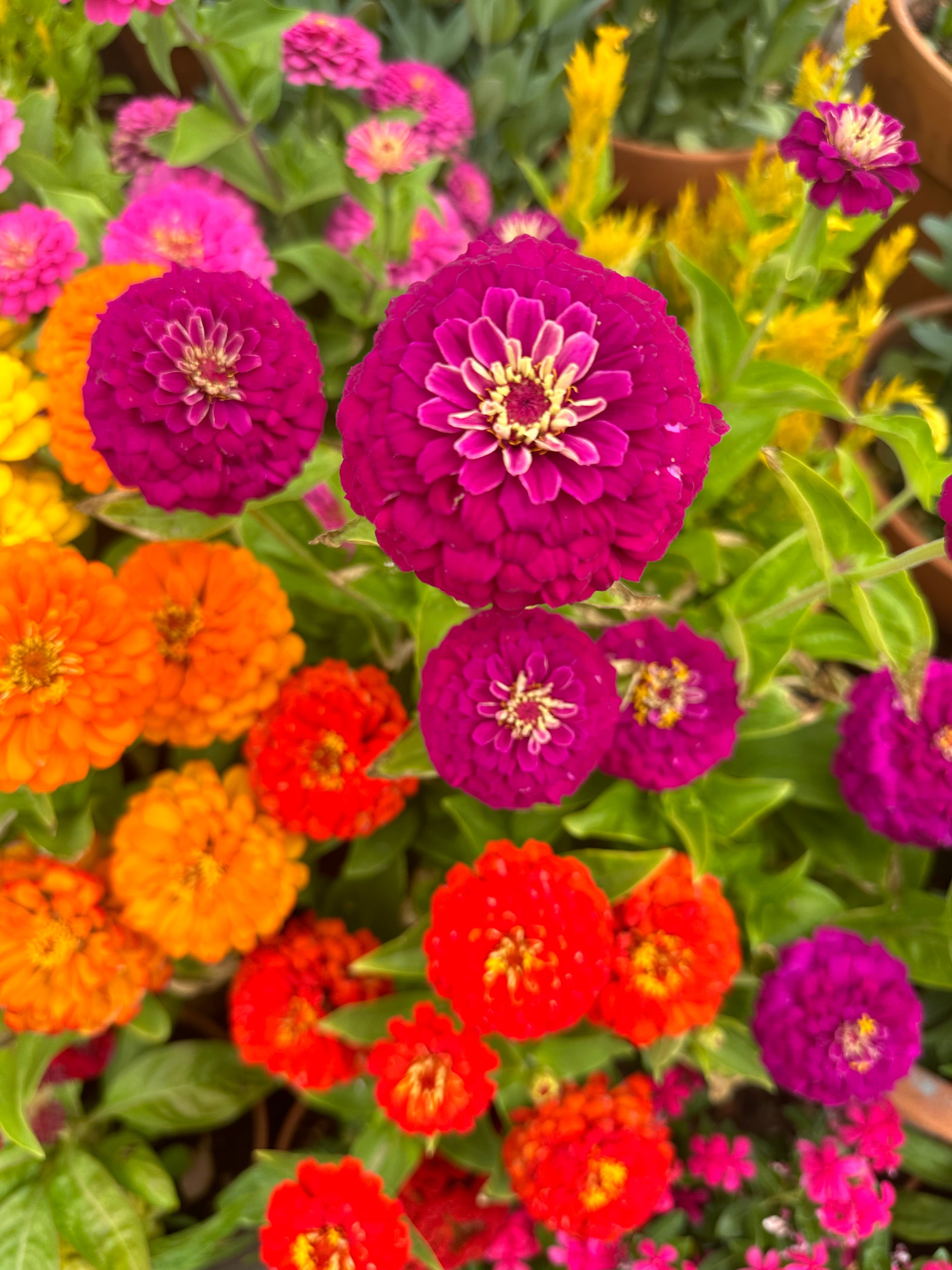 Zinnia 'Short  Stuff' Seeds