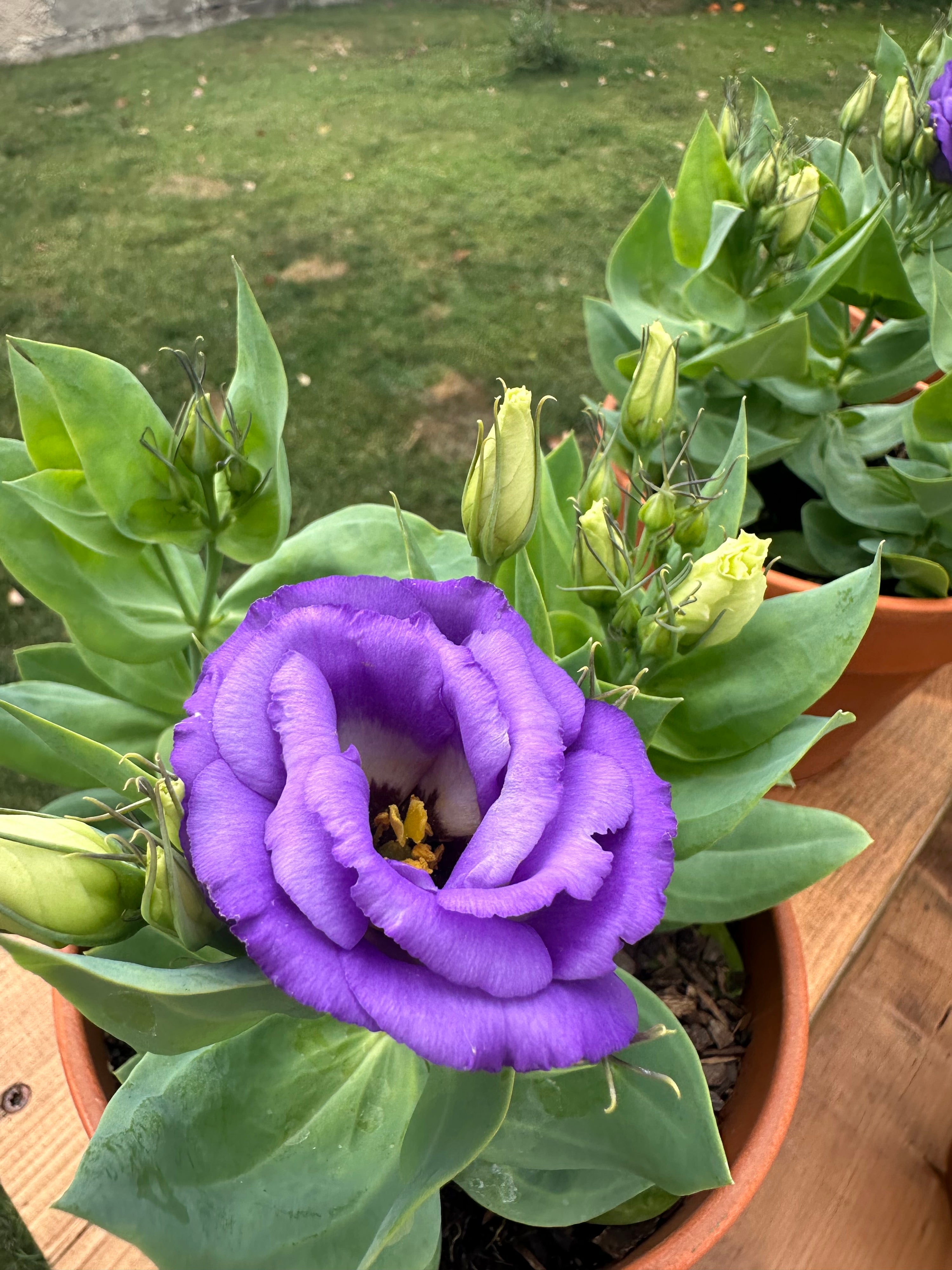 Julietta Blue Lisianthus plugs *dwarf*