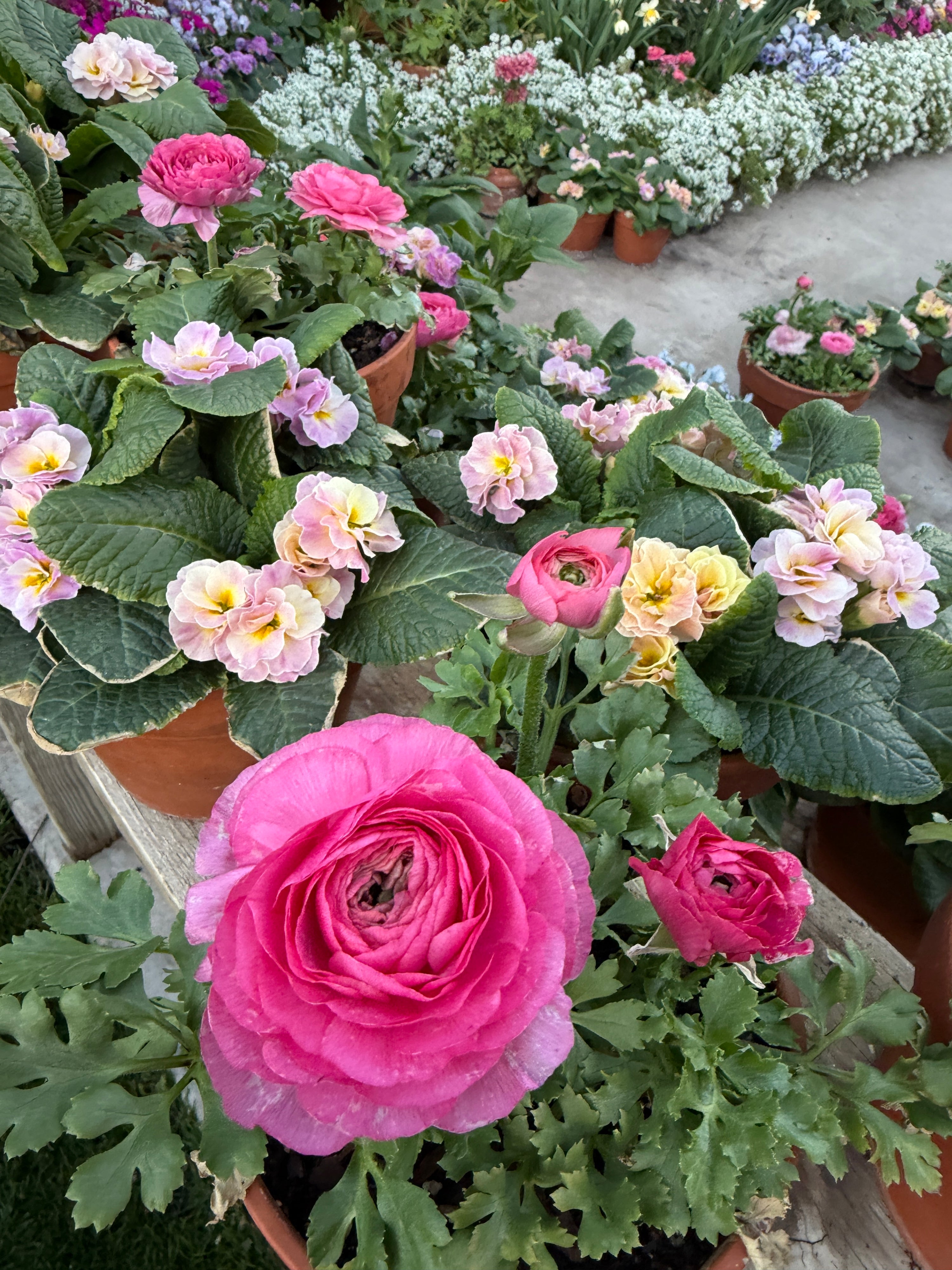 Ranunculus Magic Pink Peach mix