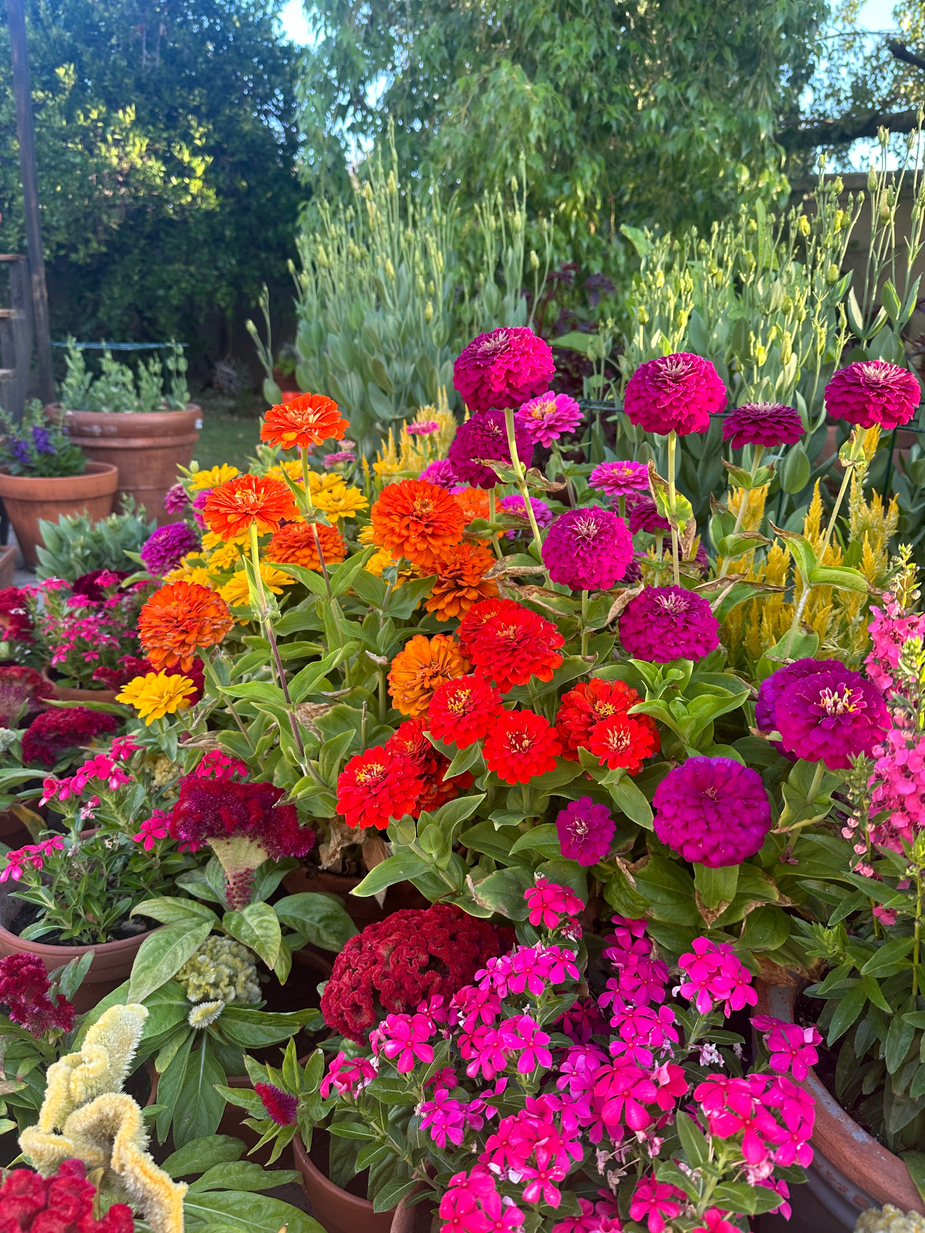 Zinnia 'Short  Stuff' Seeds