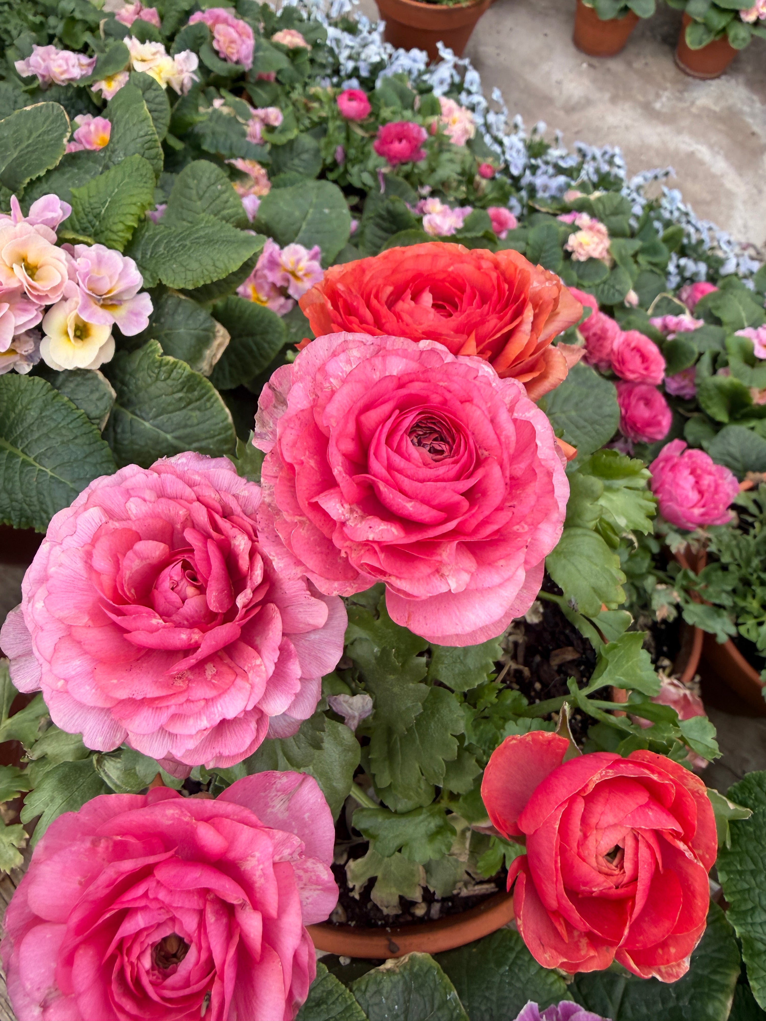 Ranunculus Magic Pink Peach mix