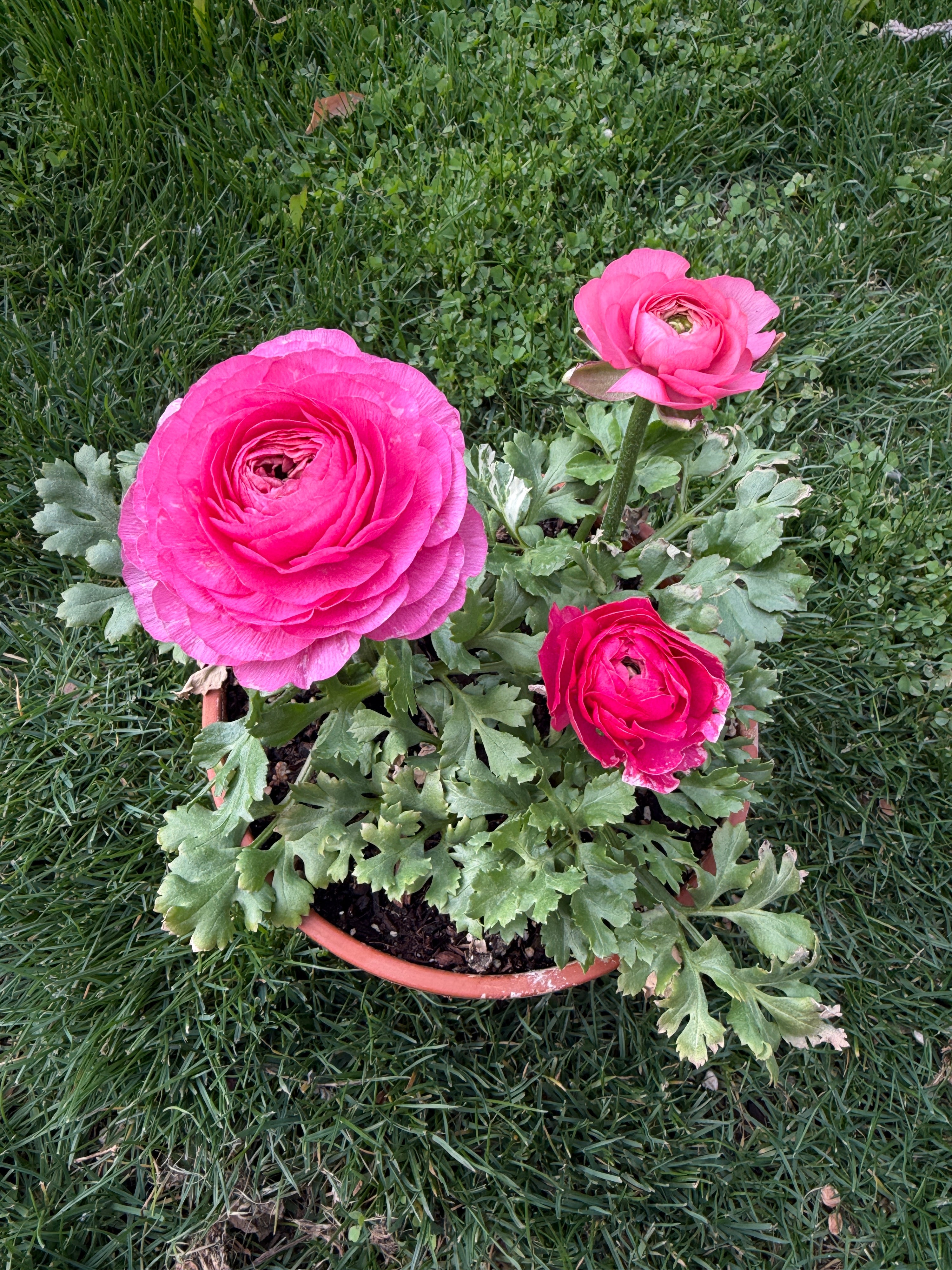 Ranunculus Magic Pink Peach mix