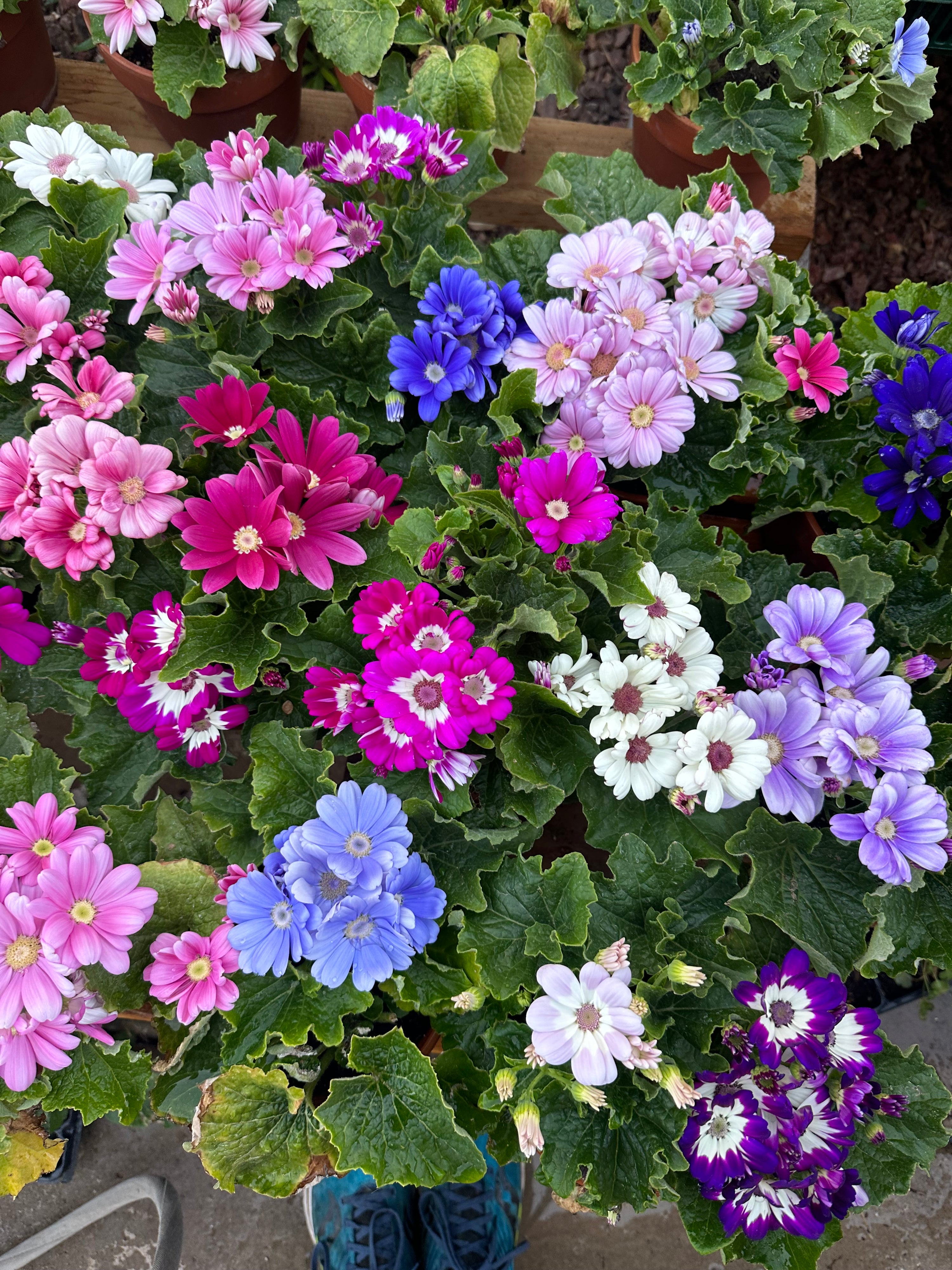 Cineraria Planet Mix plugs