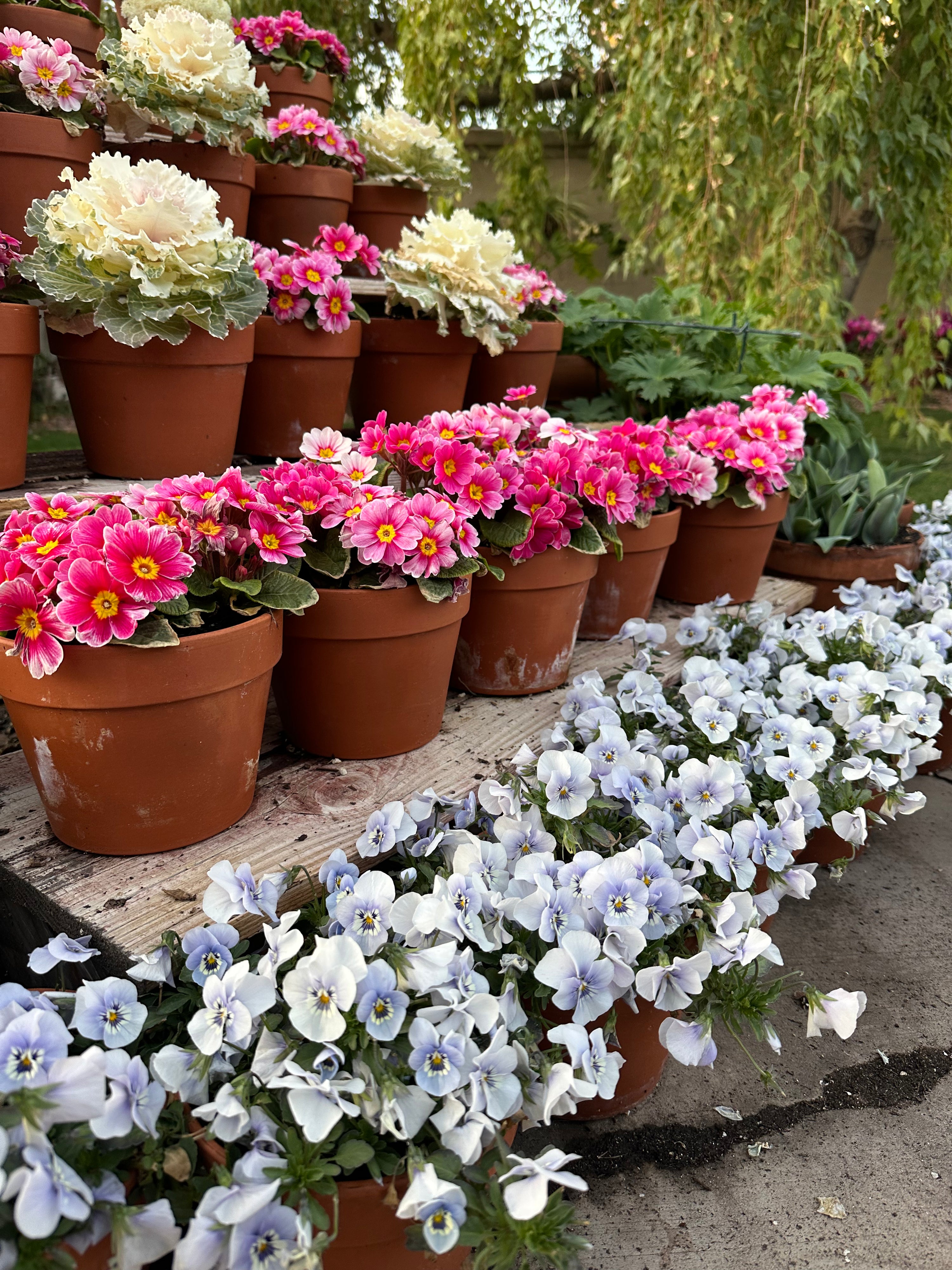 Viola Sorbet Marina 'Blue' plugs