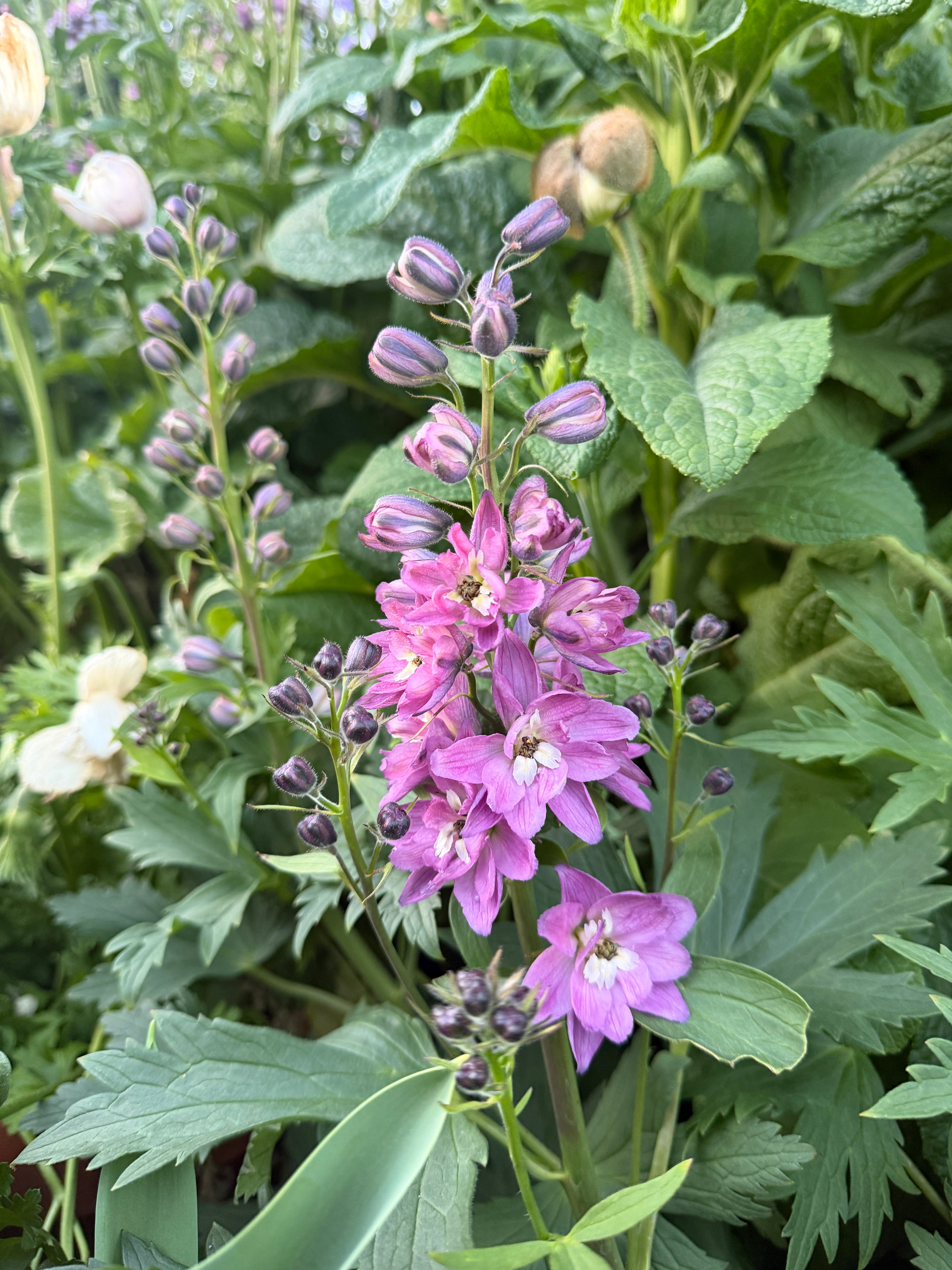 delphinium Delphina pink white bee plants