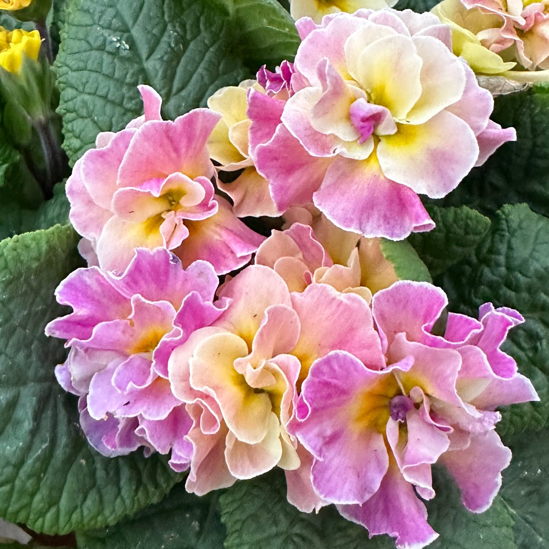 Primrose Paradiso Double Lavender