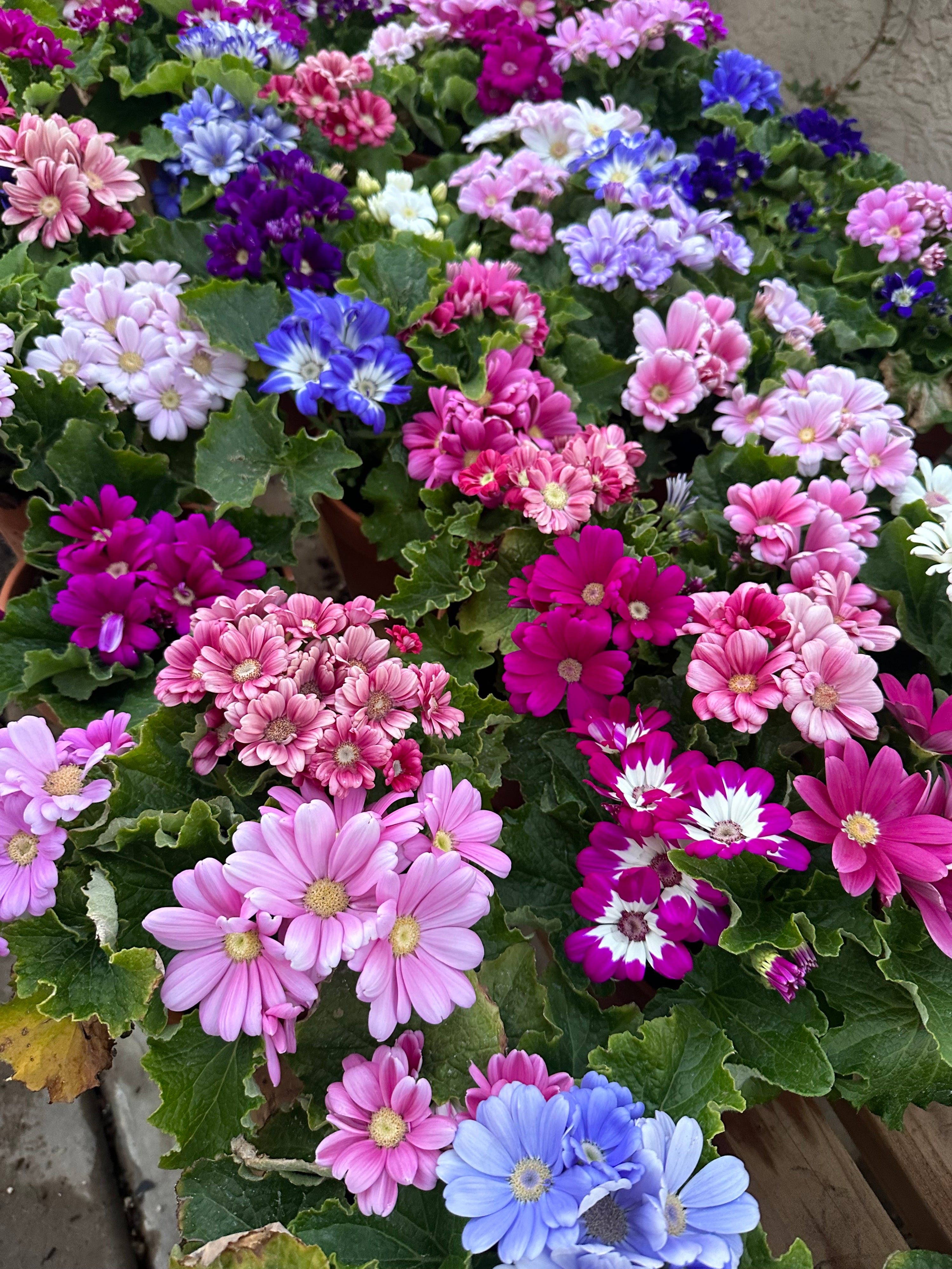 Cineraria Planet Mix plugs