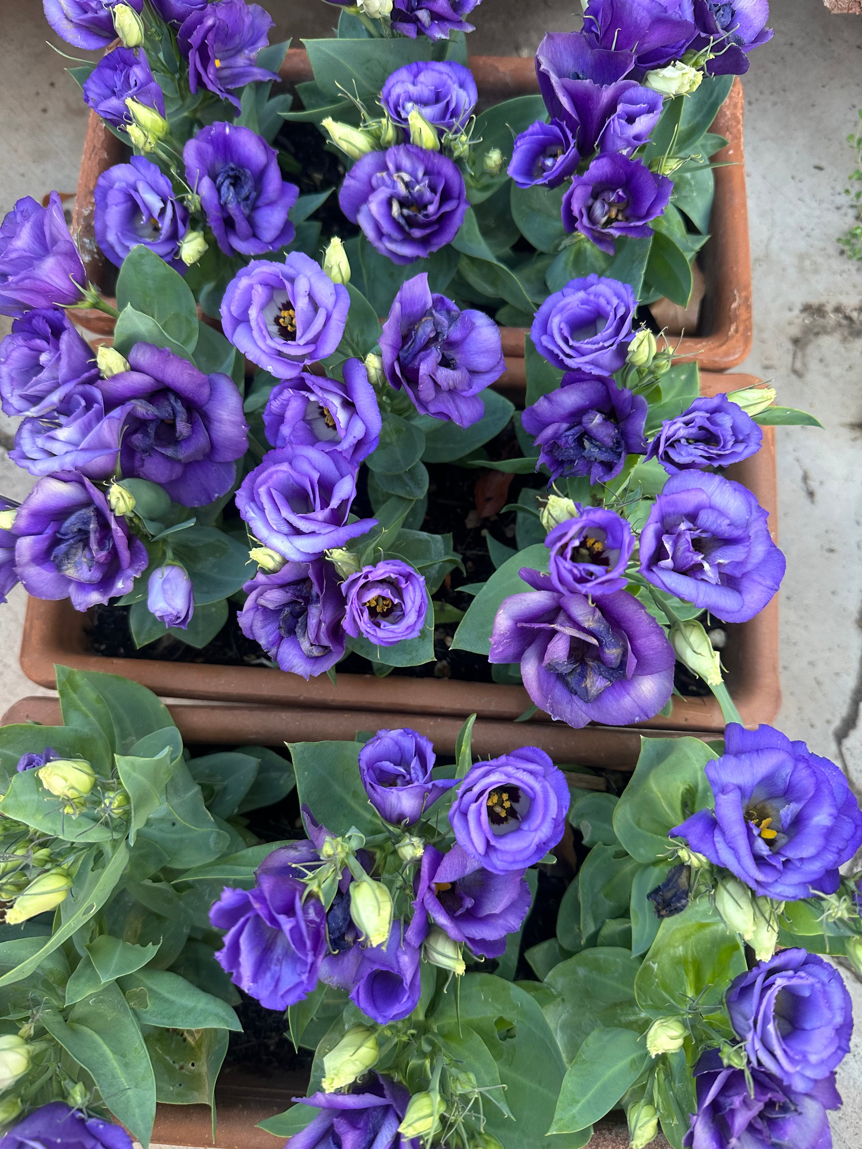 Julietta Blue Lisianthus plugs *dwarf*