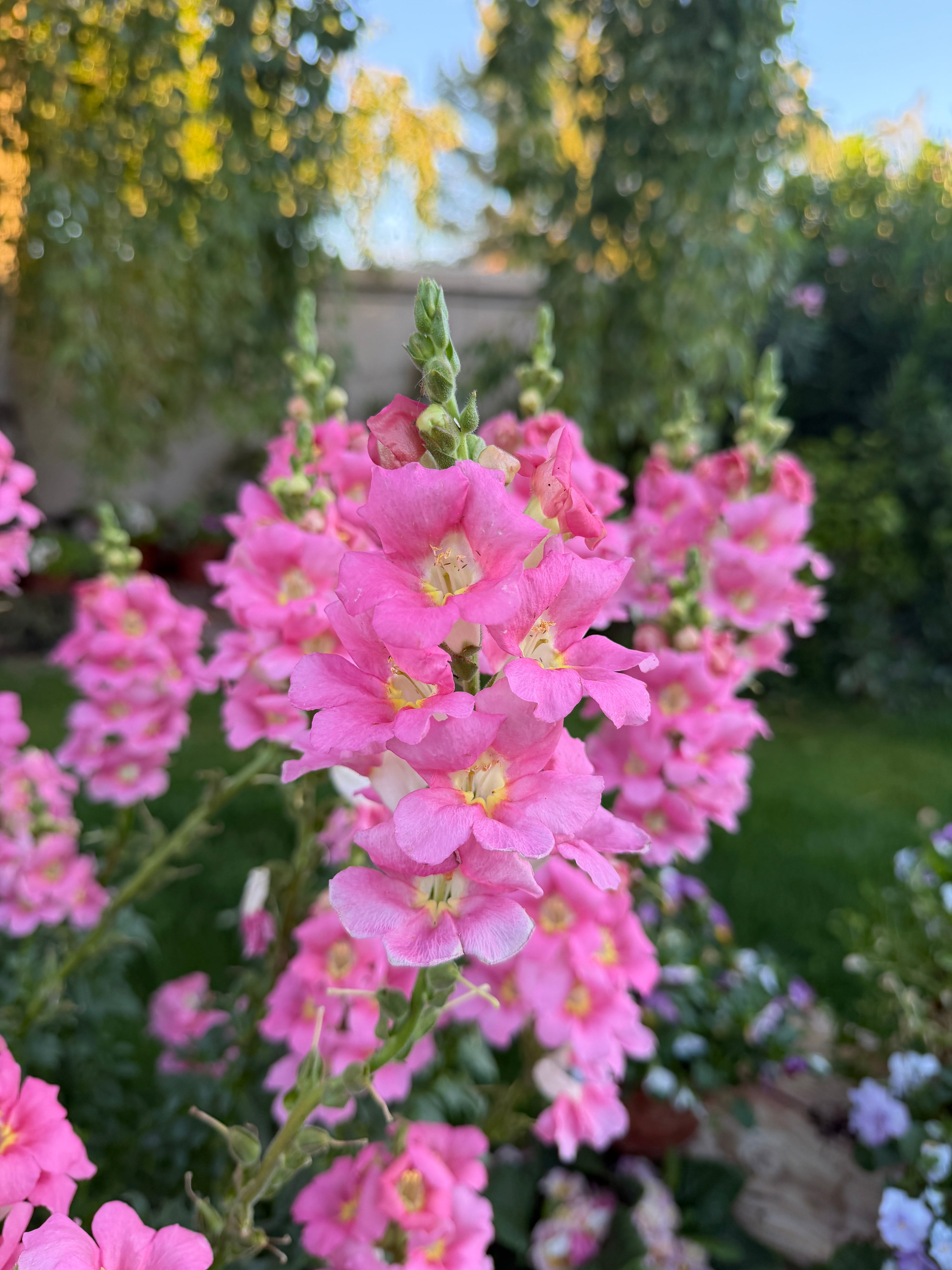 Snapdragon 'Chantilly Light Pink' plugs