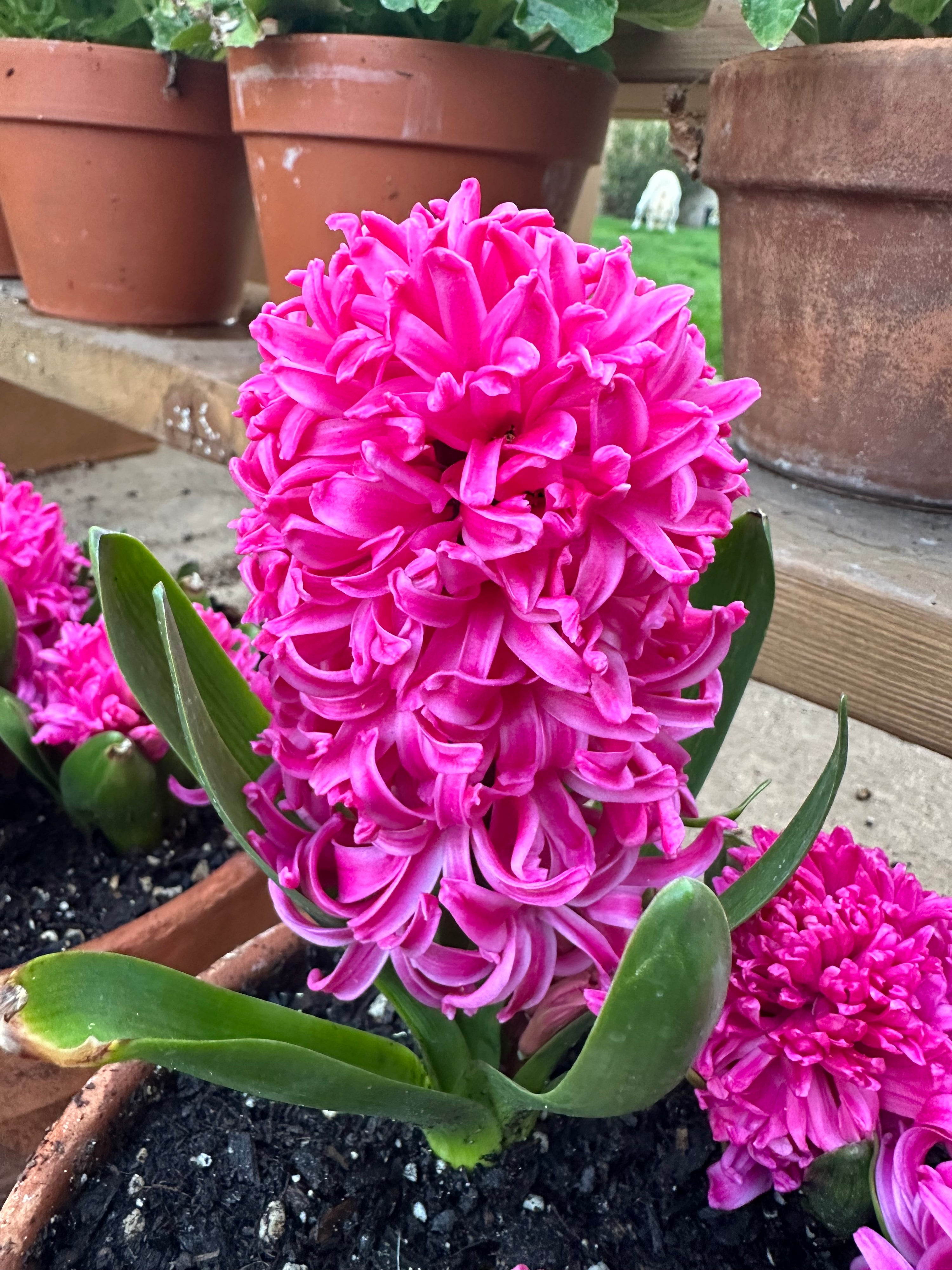 hyacinth Mix