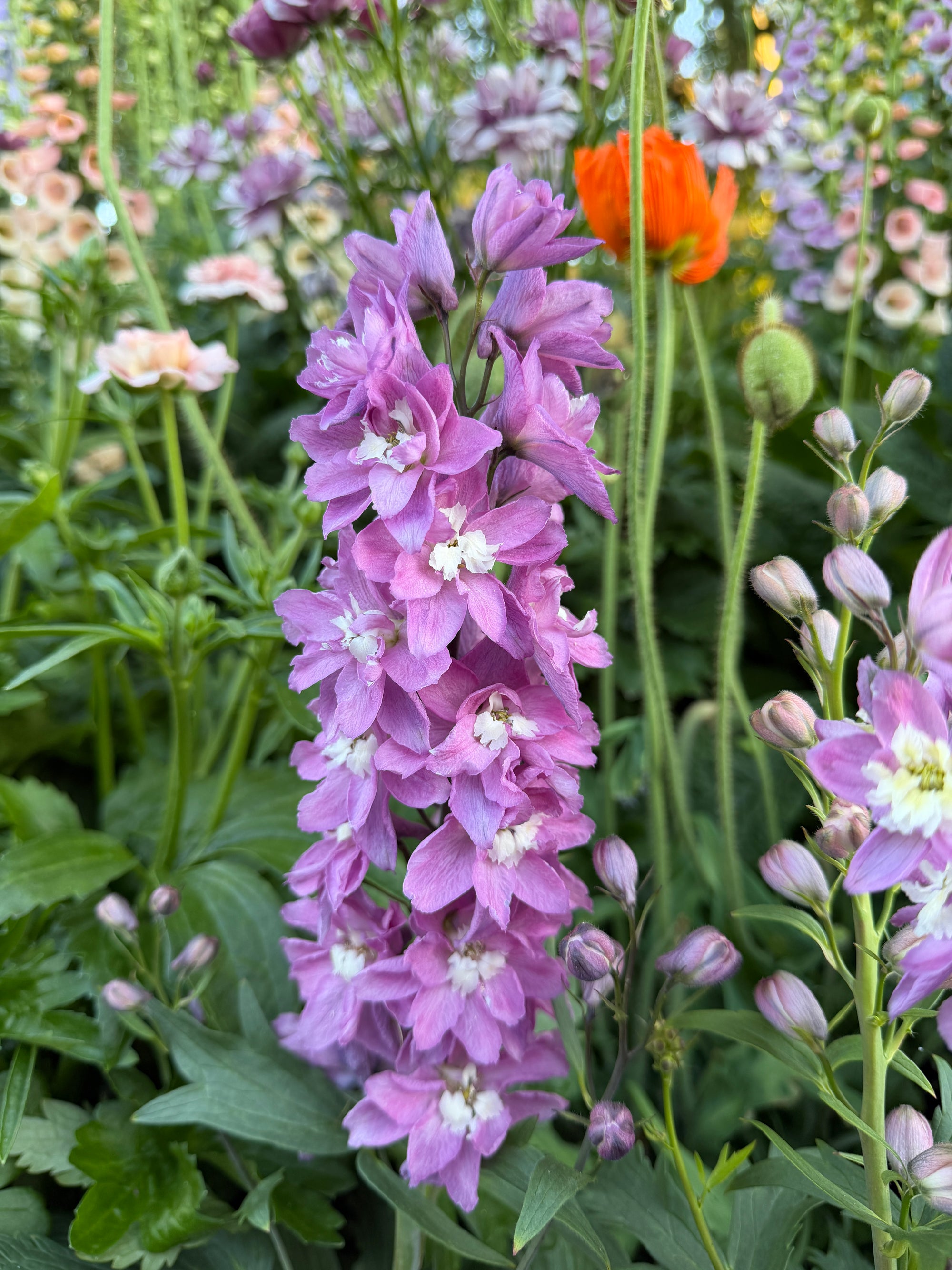 delphinium Delphina pink white bee plants