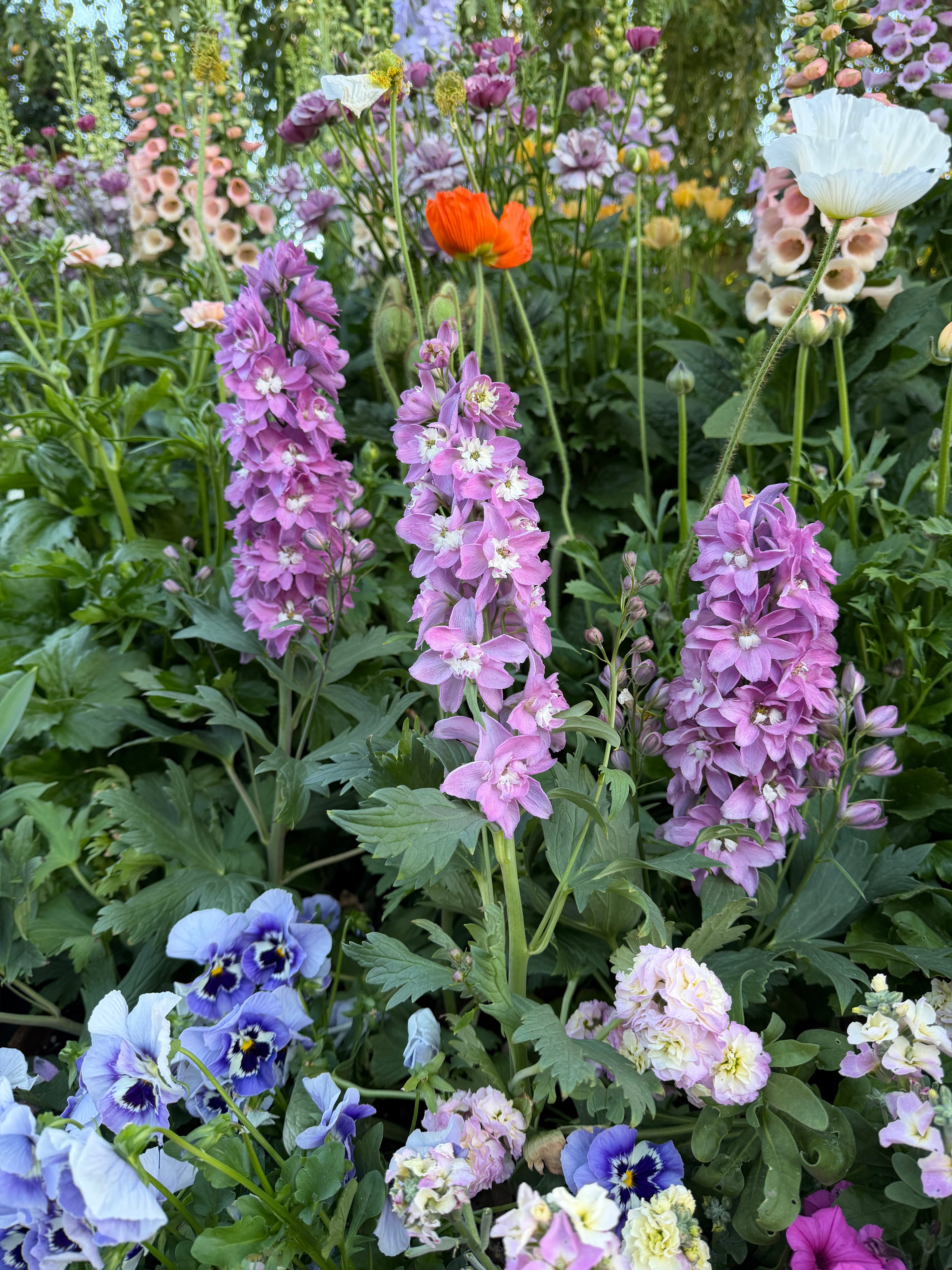 delphinium Delphina pink white bee plants