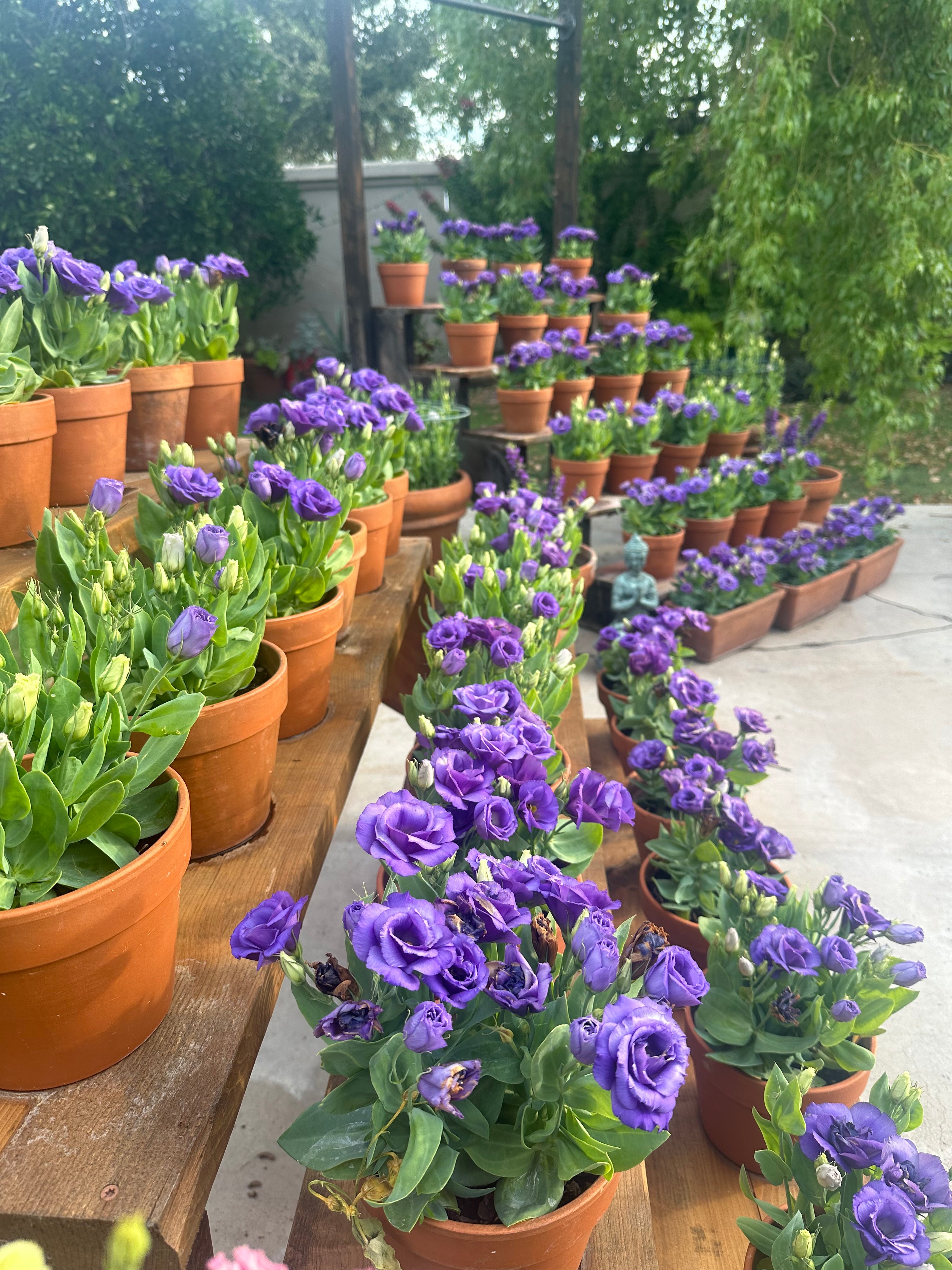 Julietta Blue Lisianthus plugs *dwarf*