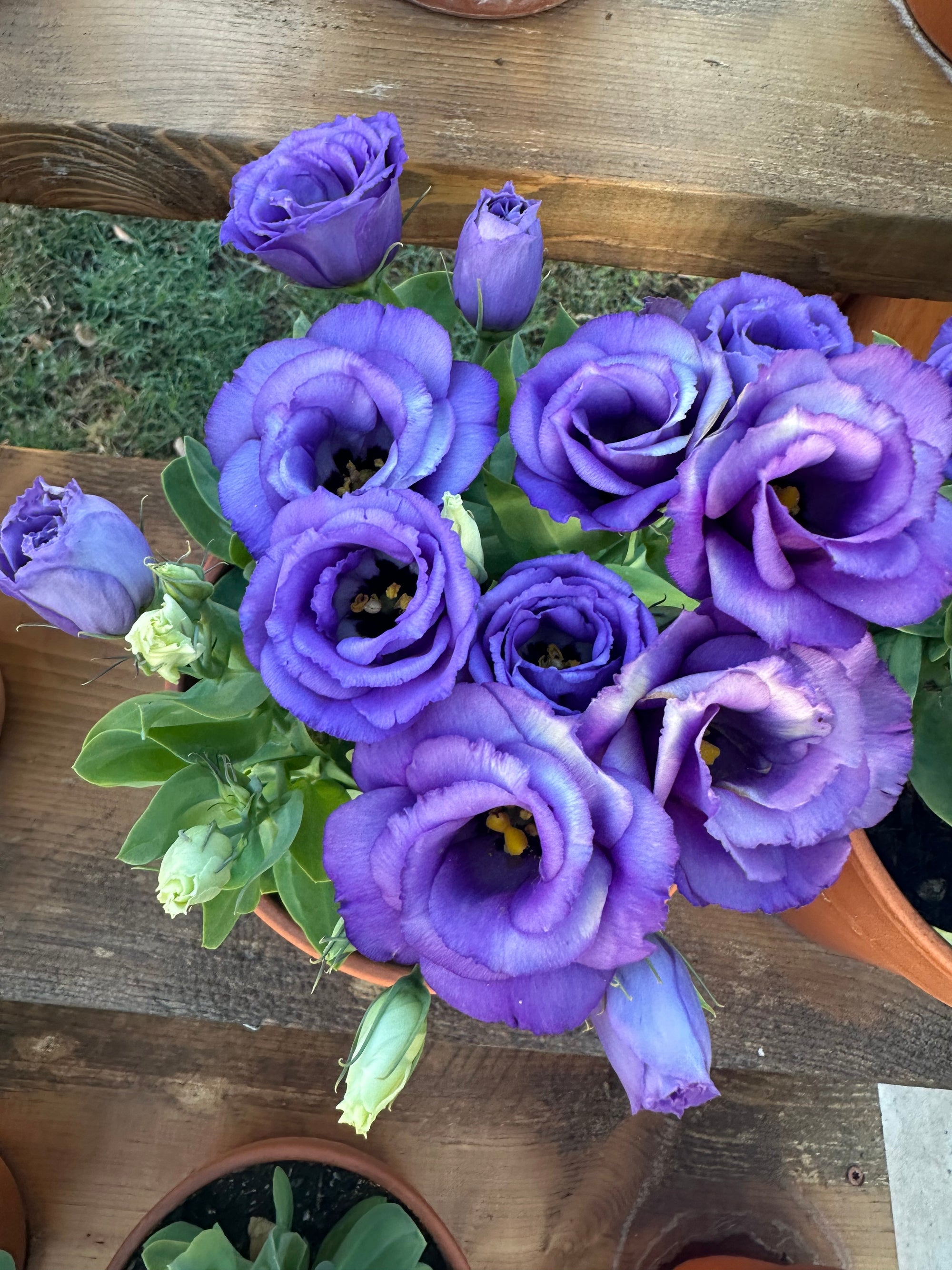 Julietta Blue Lisianthus plugs *dwarf*