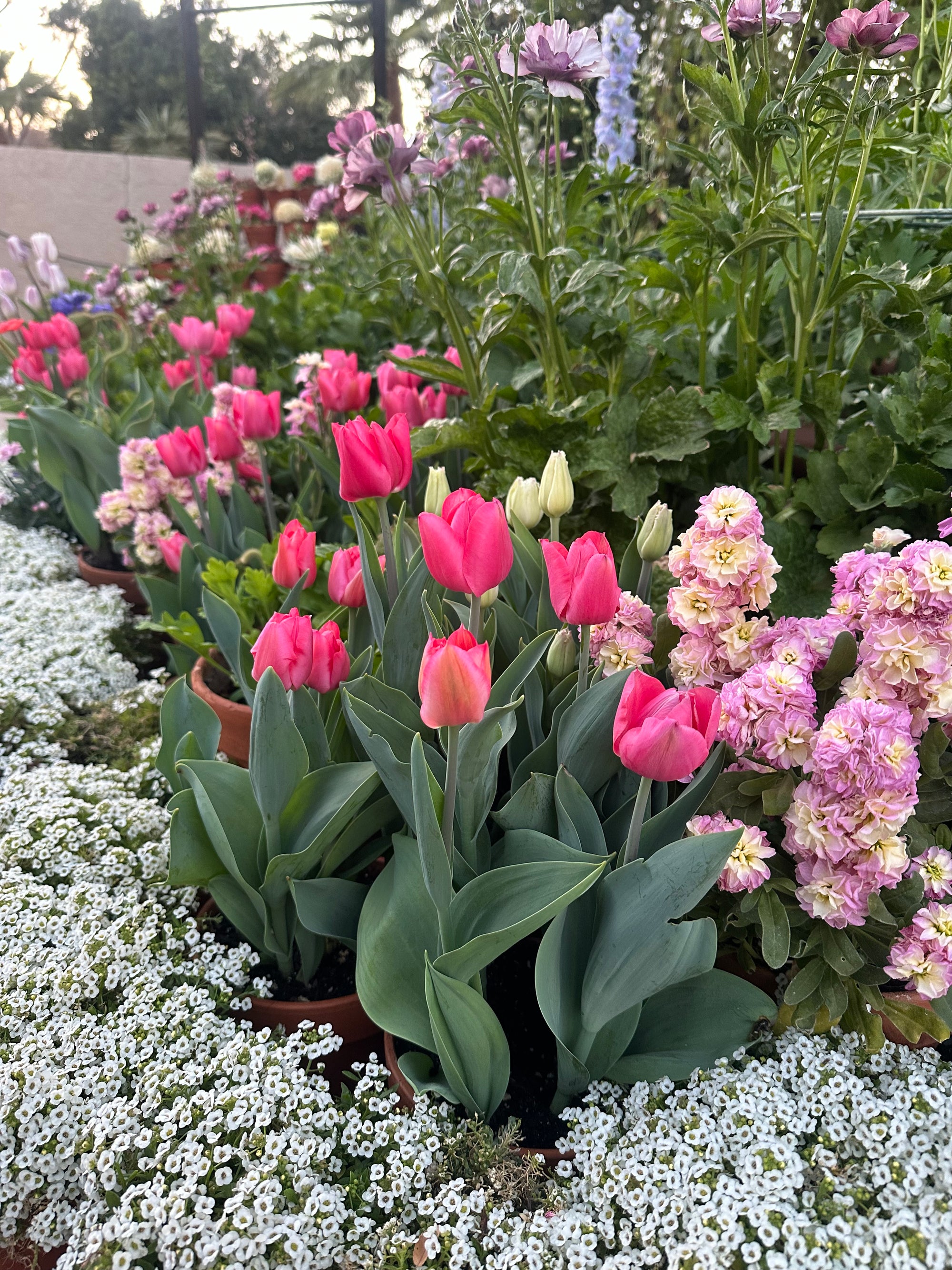 Tulip Lyida pre chilled