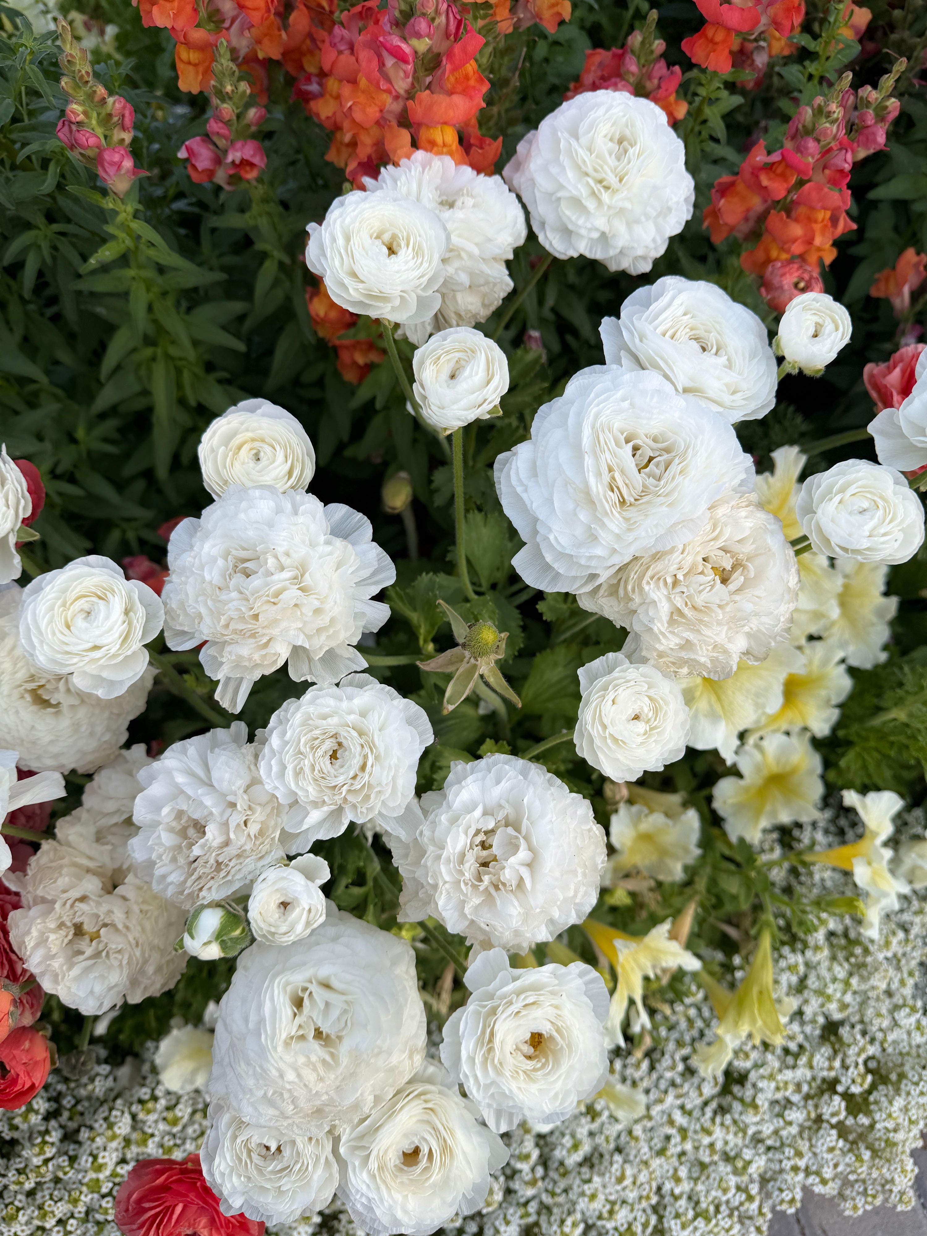 Ranunculus Amandine White