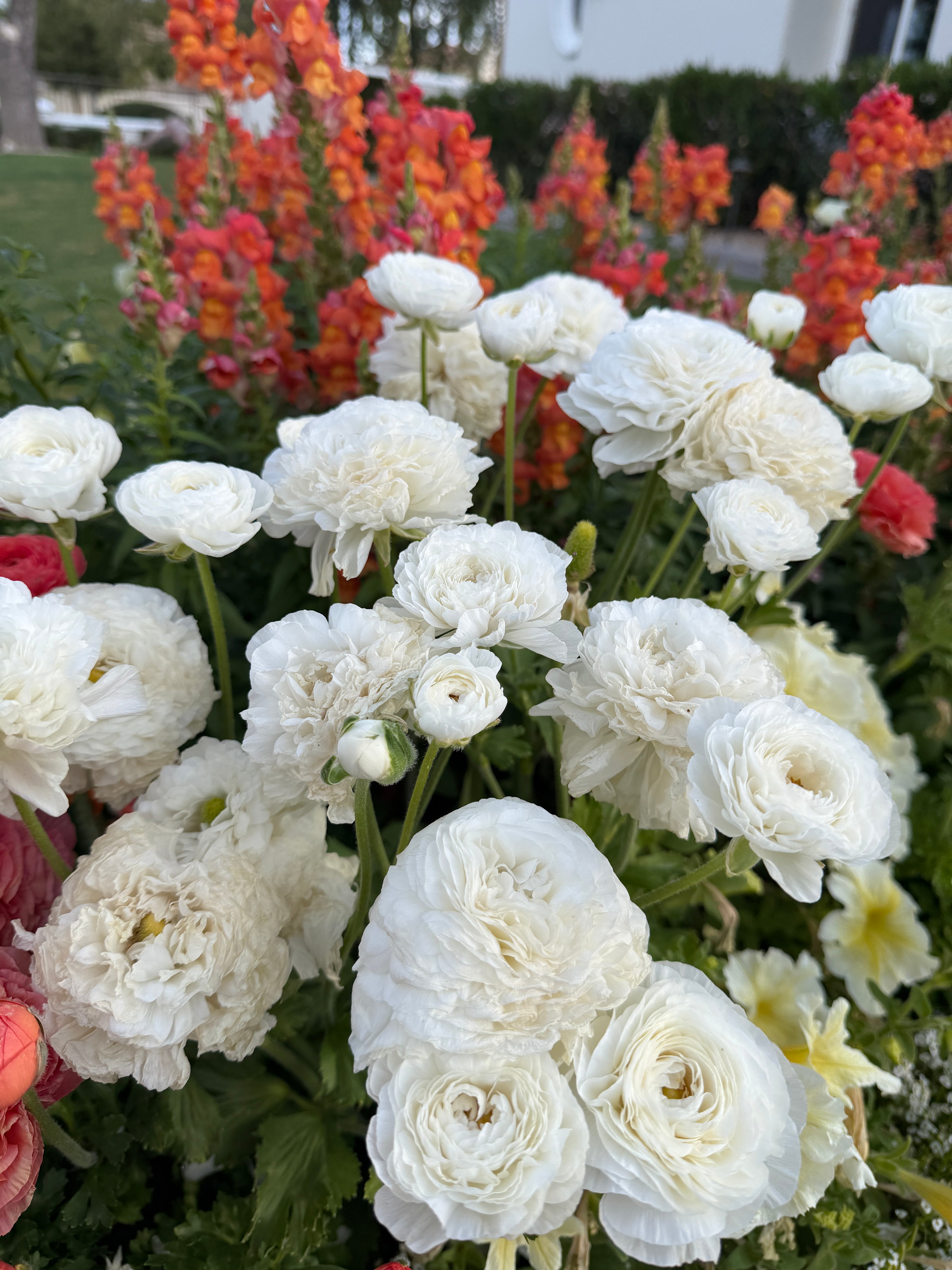 Pre-sprouted Ranunculus Amandine White