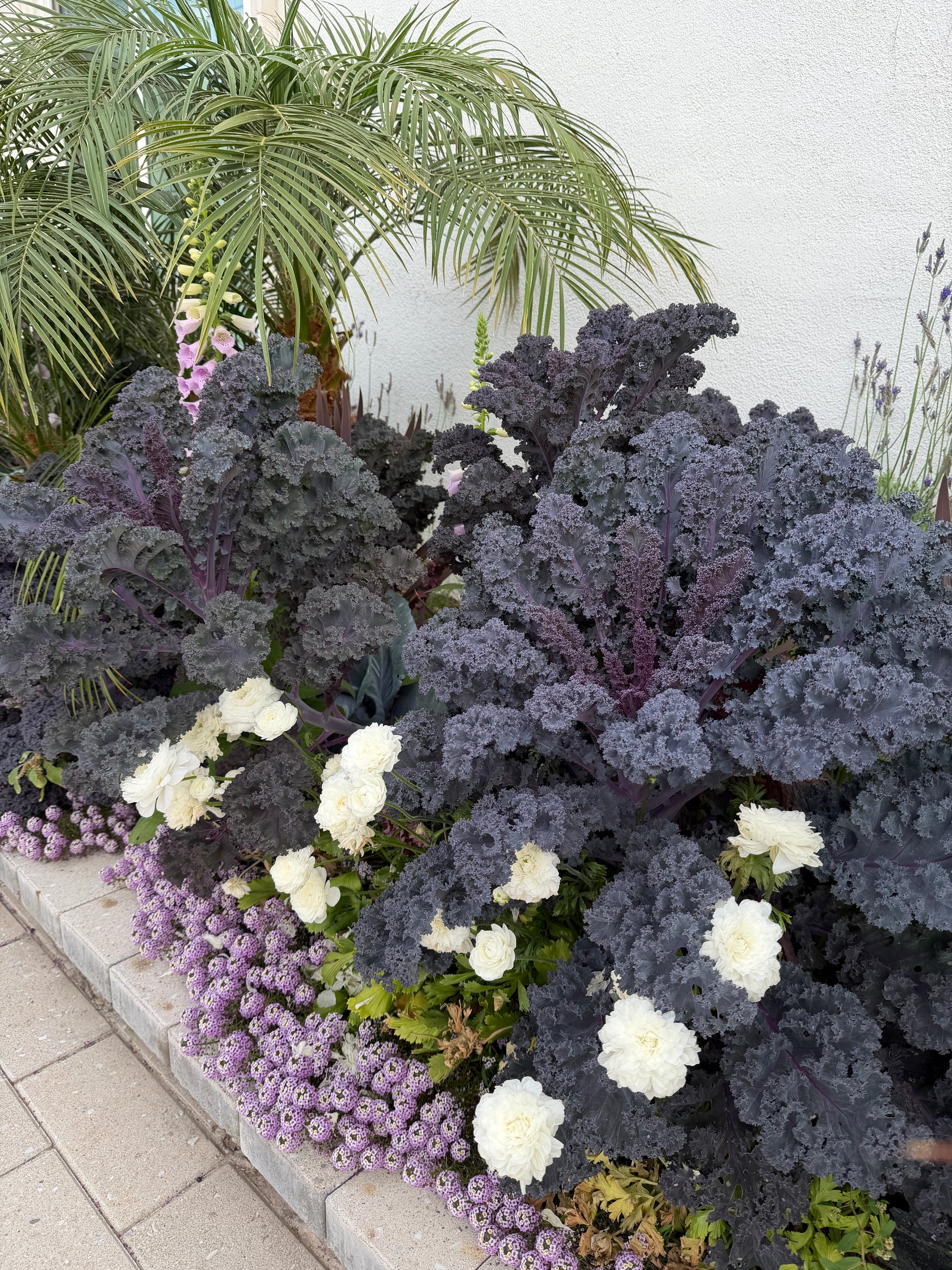 Scarlet red Kale seeds