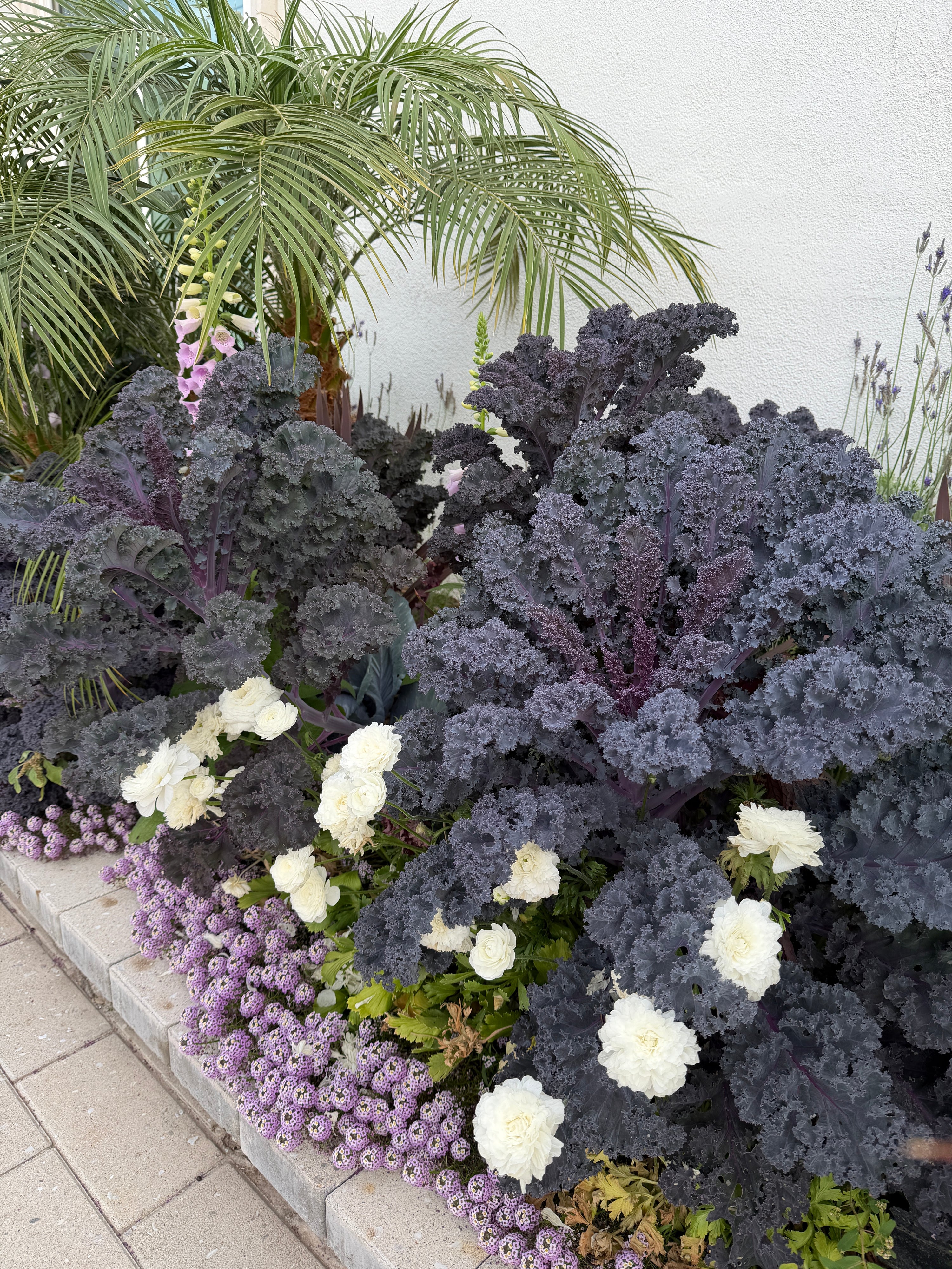 Scarlet red Kale seeds