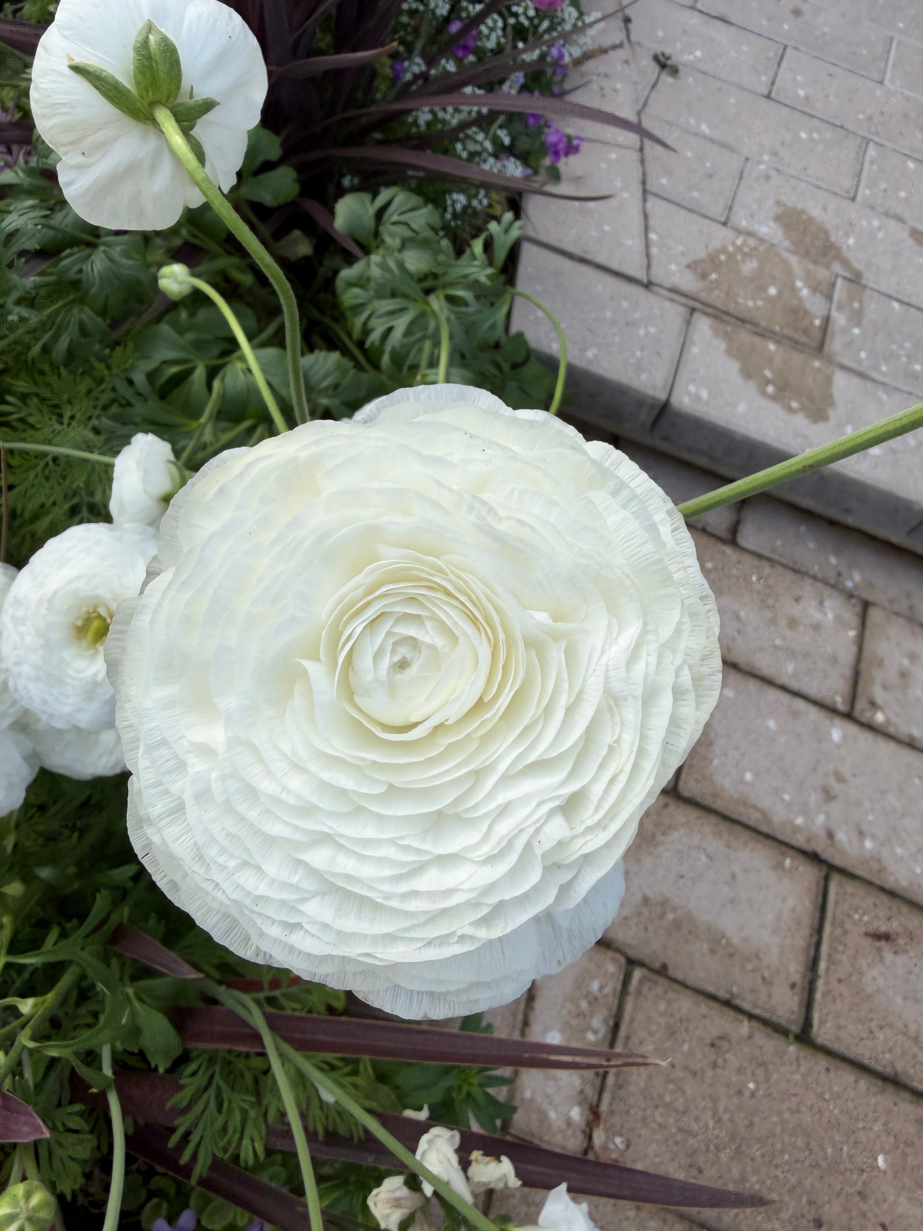 Pre-sprouted Ranunculus Amandine White
