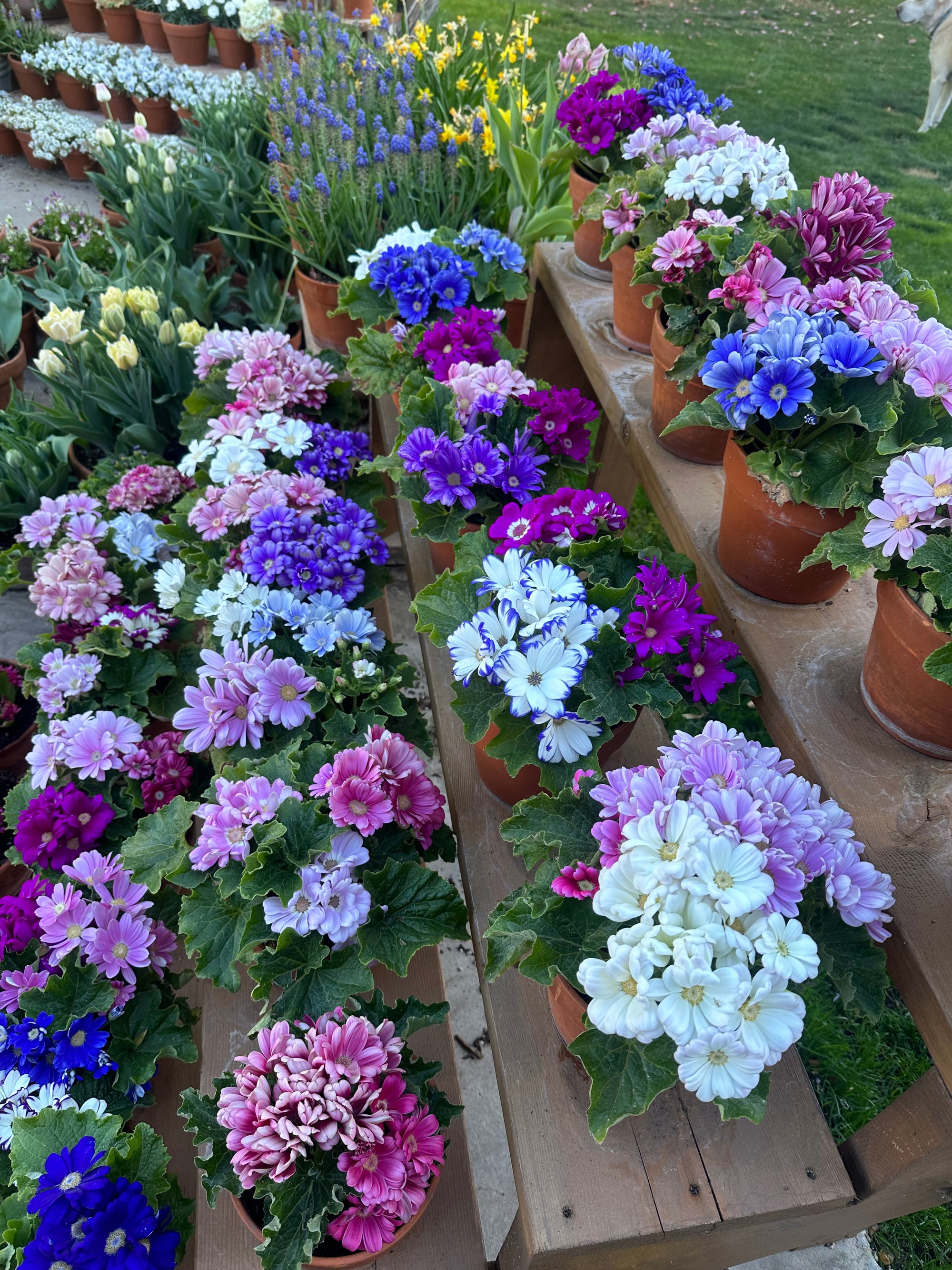 Cineraria Planet Mix plugs