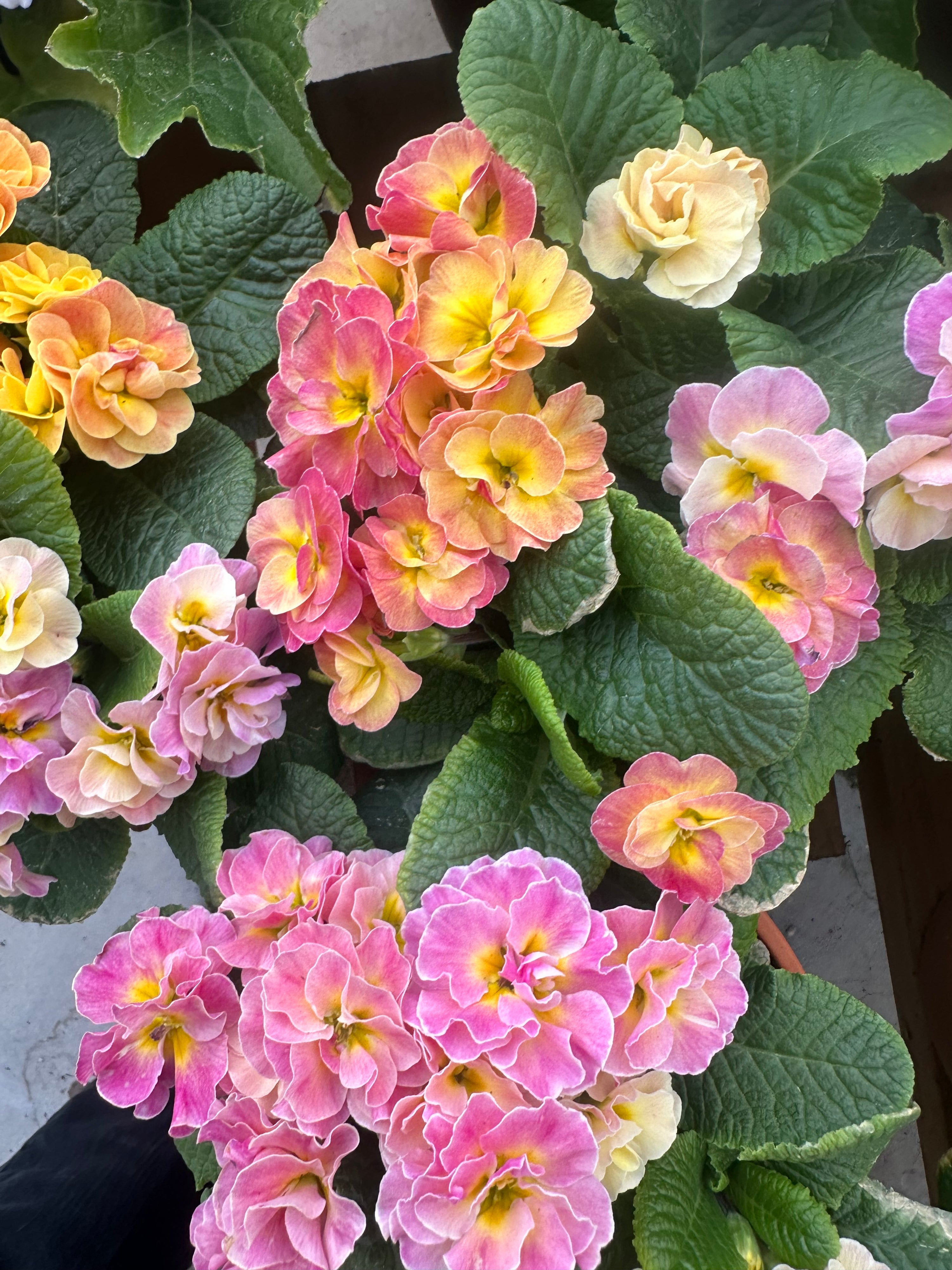 Primrose Paradiso Double Champagne
