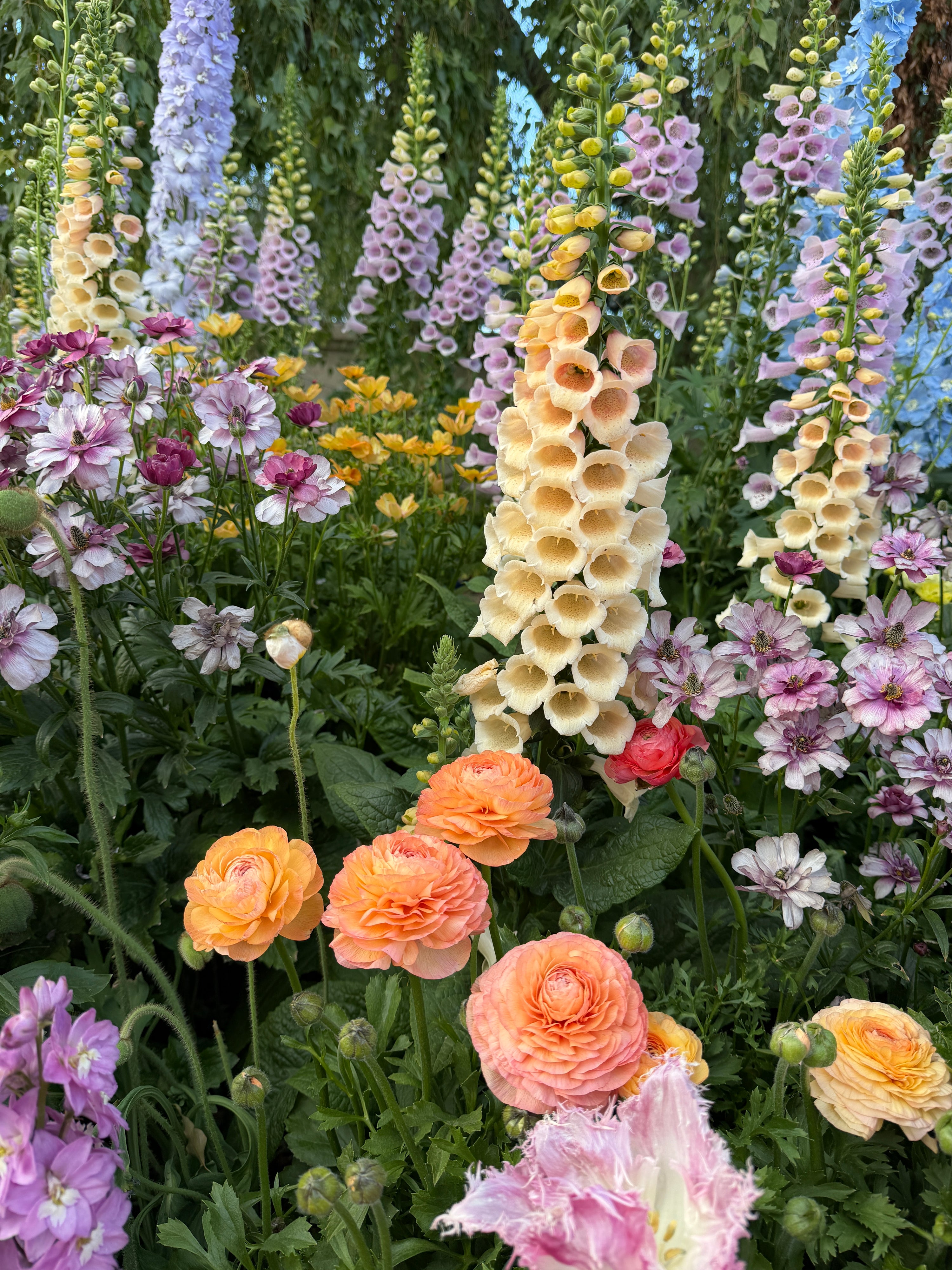 Foxglove Dalmatian 'apricot' seeds