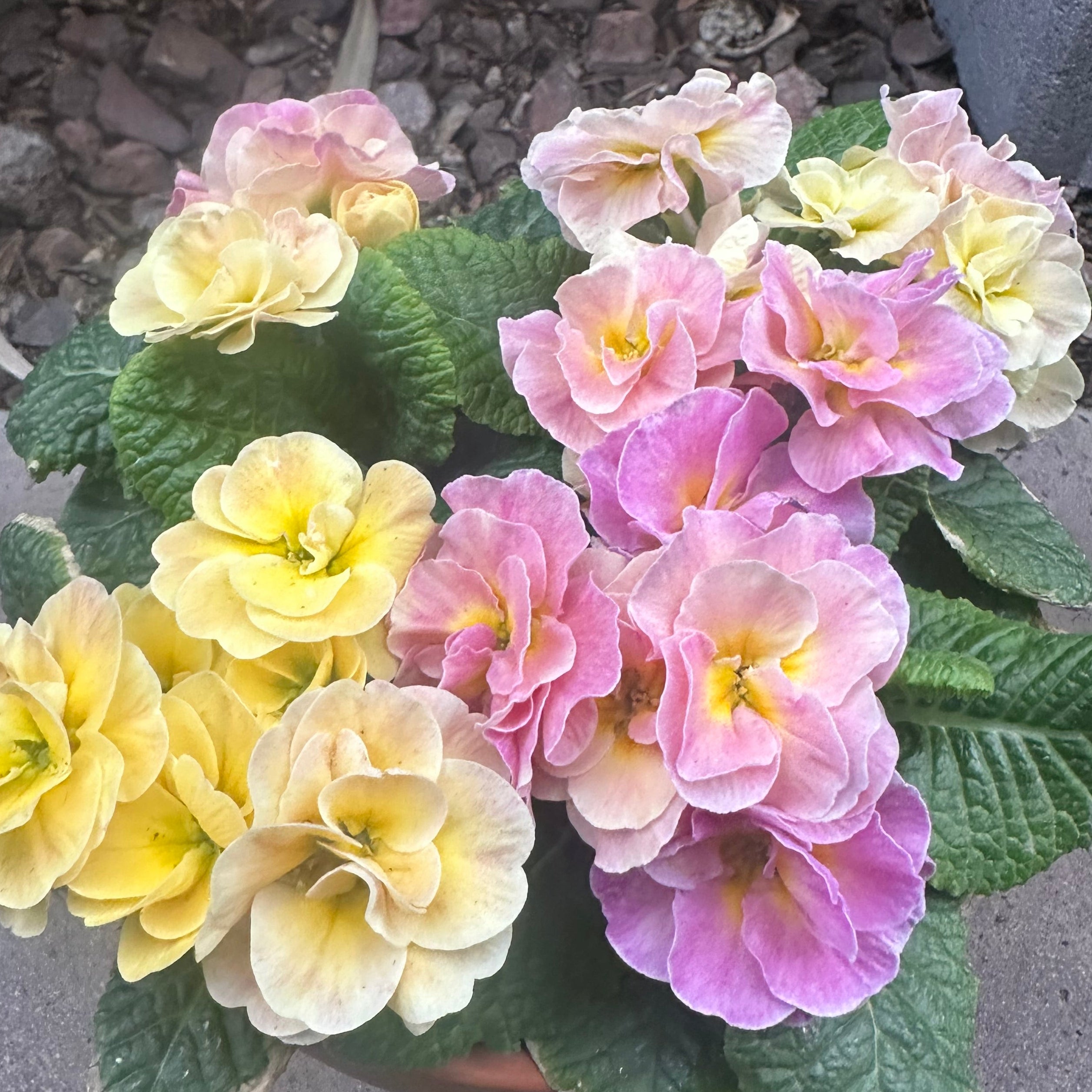 Bouquet of pink and yellow flowers on a concrete surface
