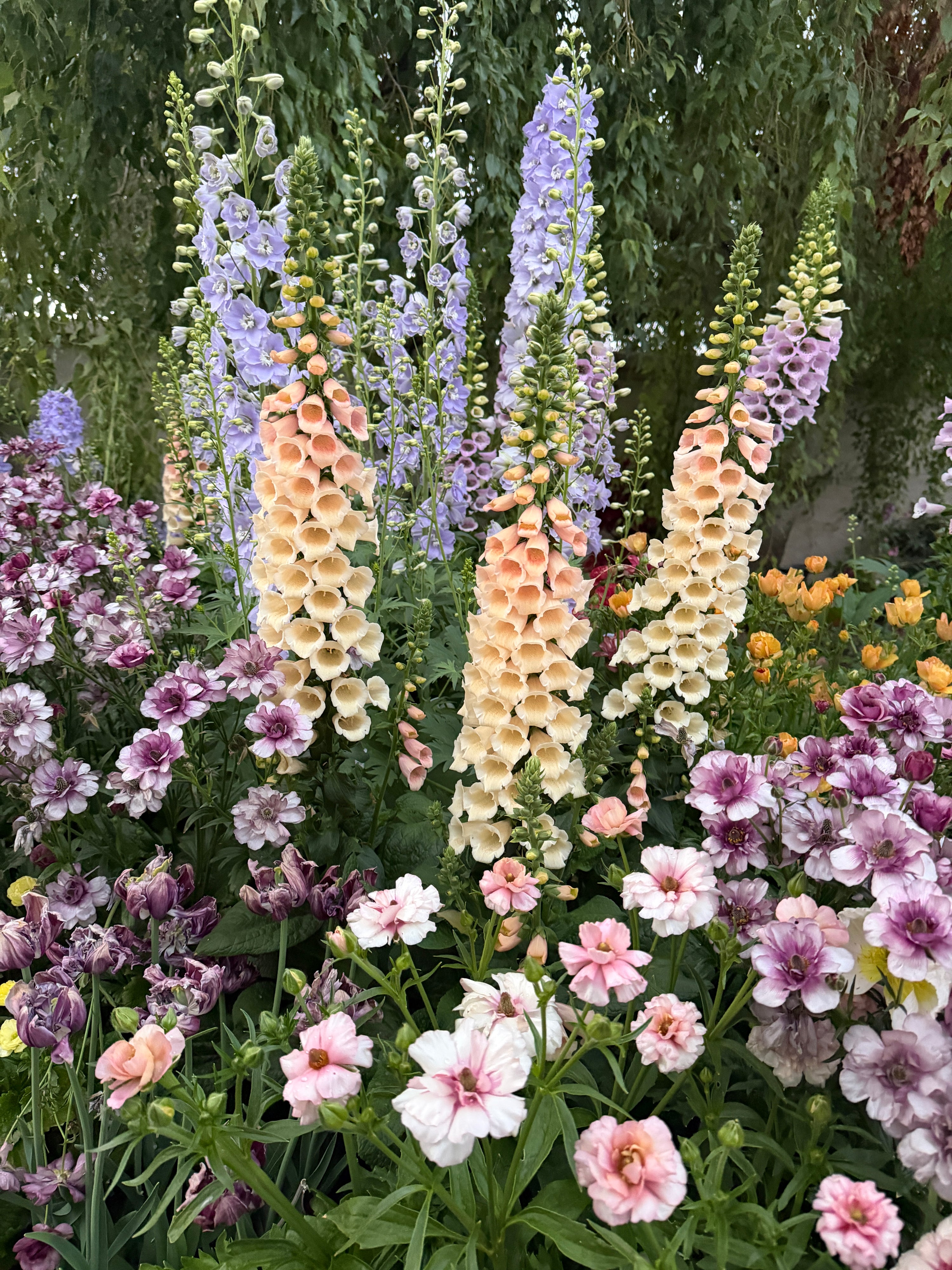 Foxglove Dalmatian 'apricot' seeds