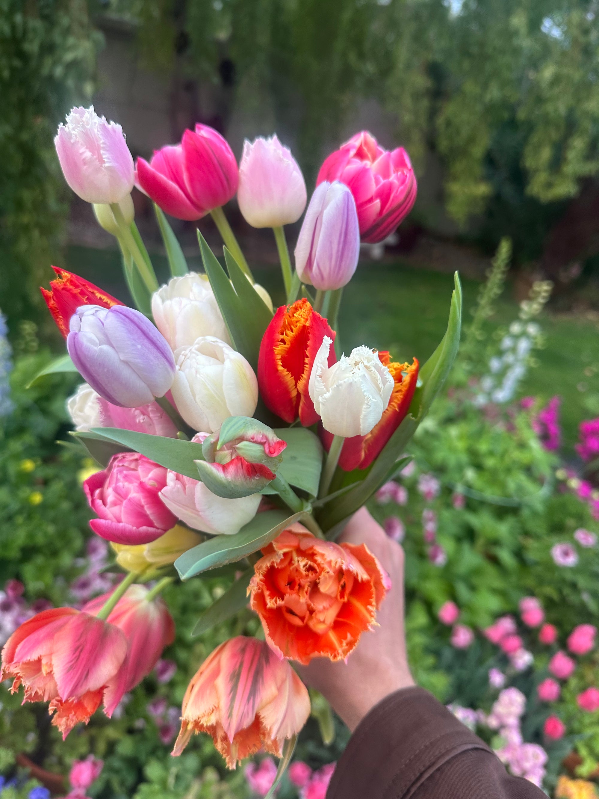 Specialty tulip mix