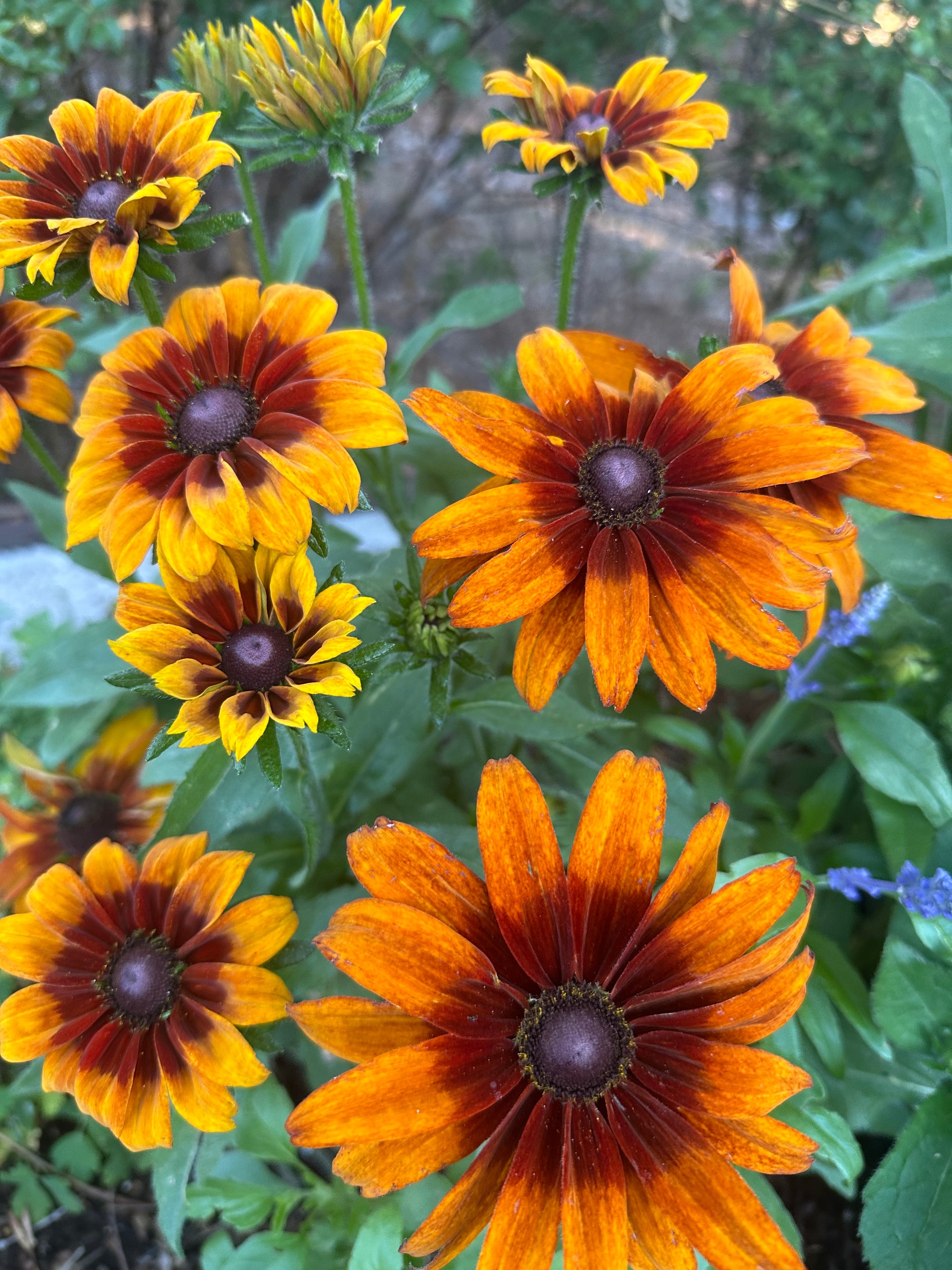 Rudbeckia cappuccino