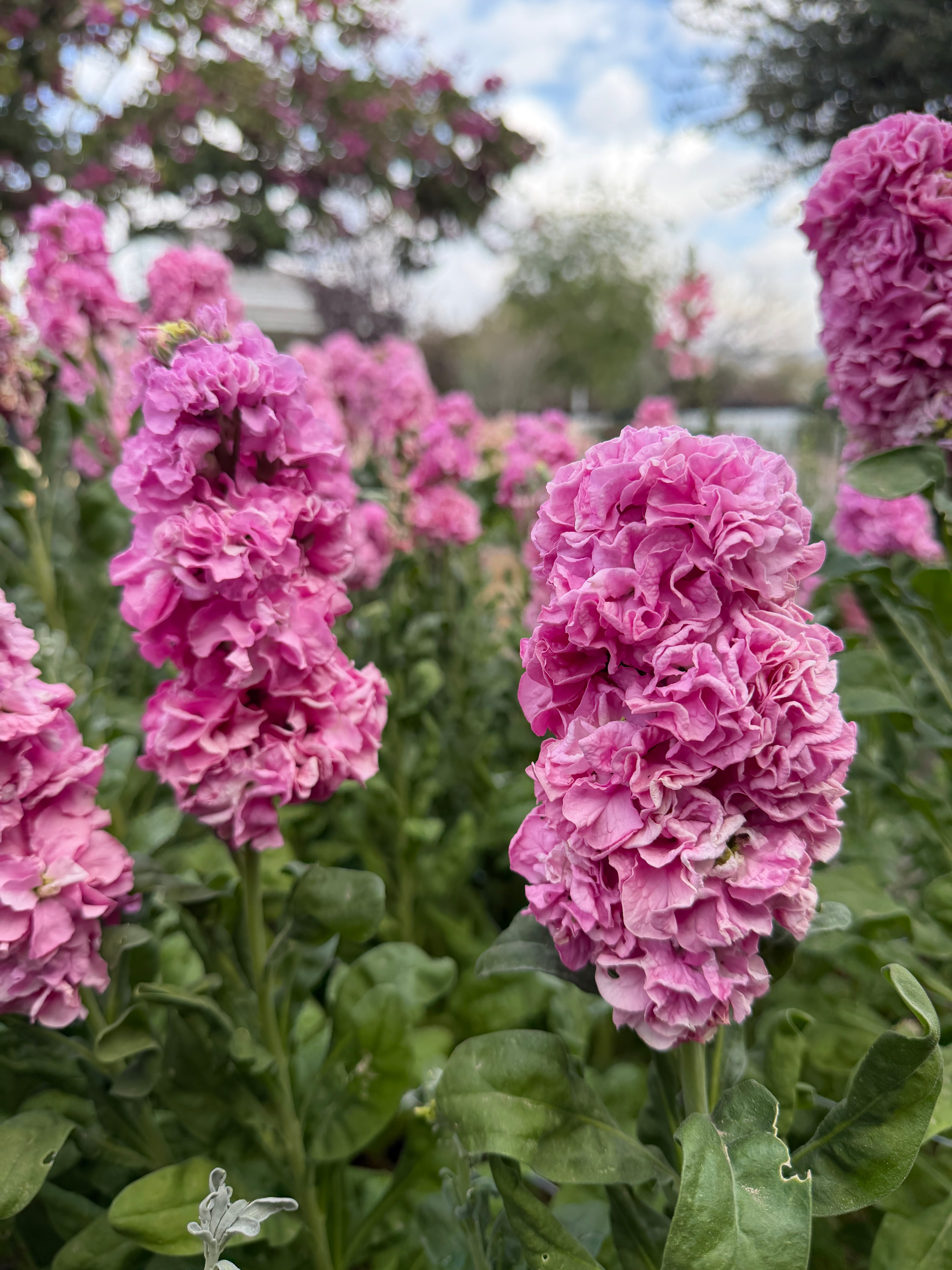 Stock Champagne Rose seeds