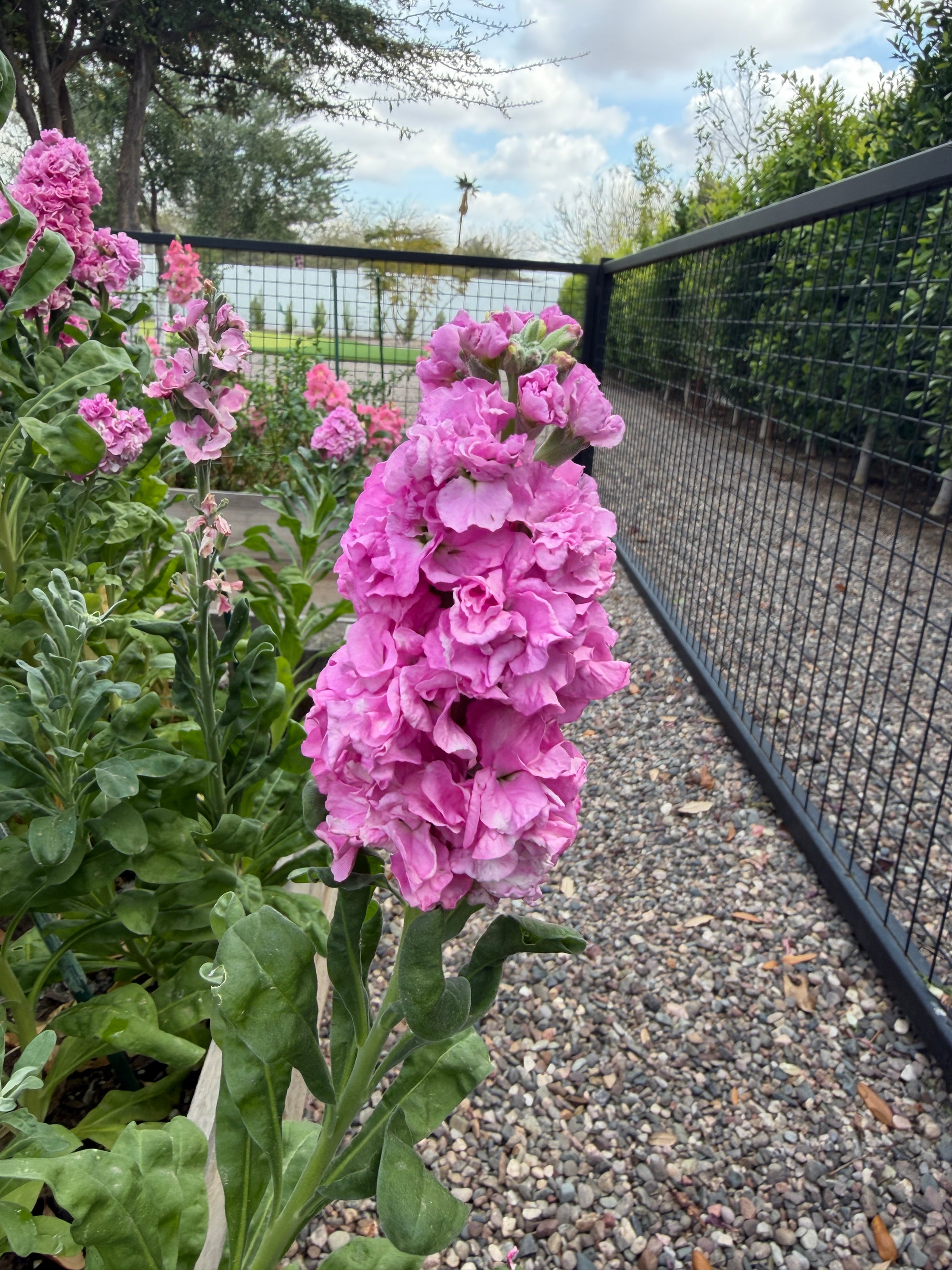 Stock Champagne Rose seeds