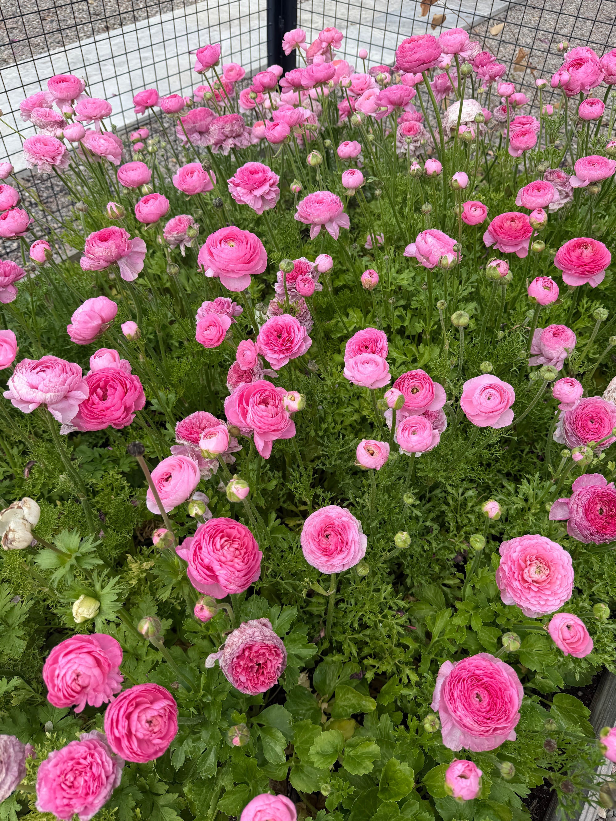 Ranunculus Amandine Barby
